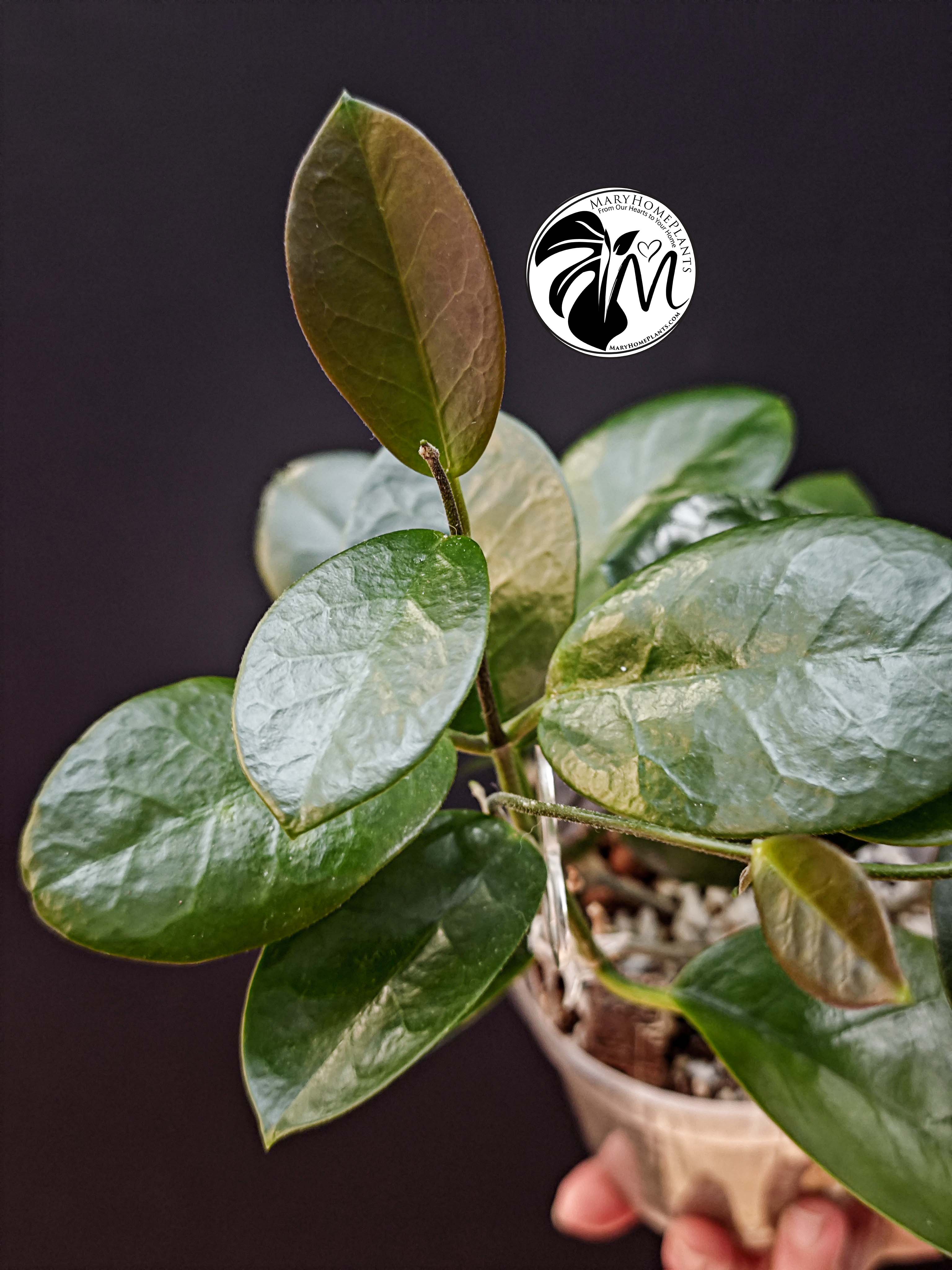hoya australis (copy)