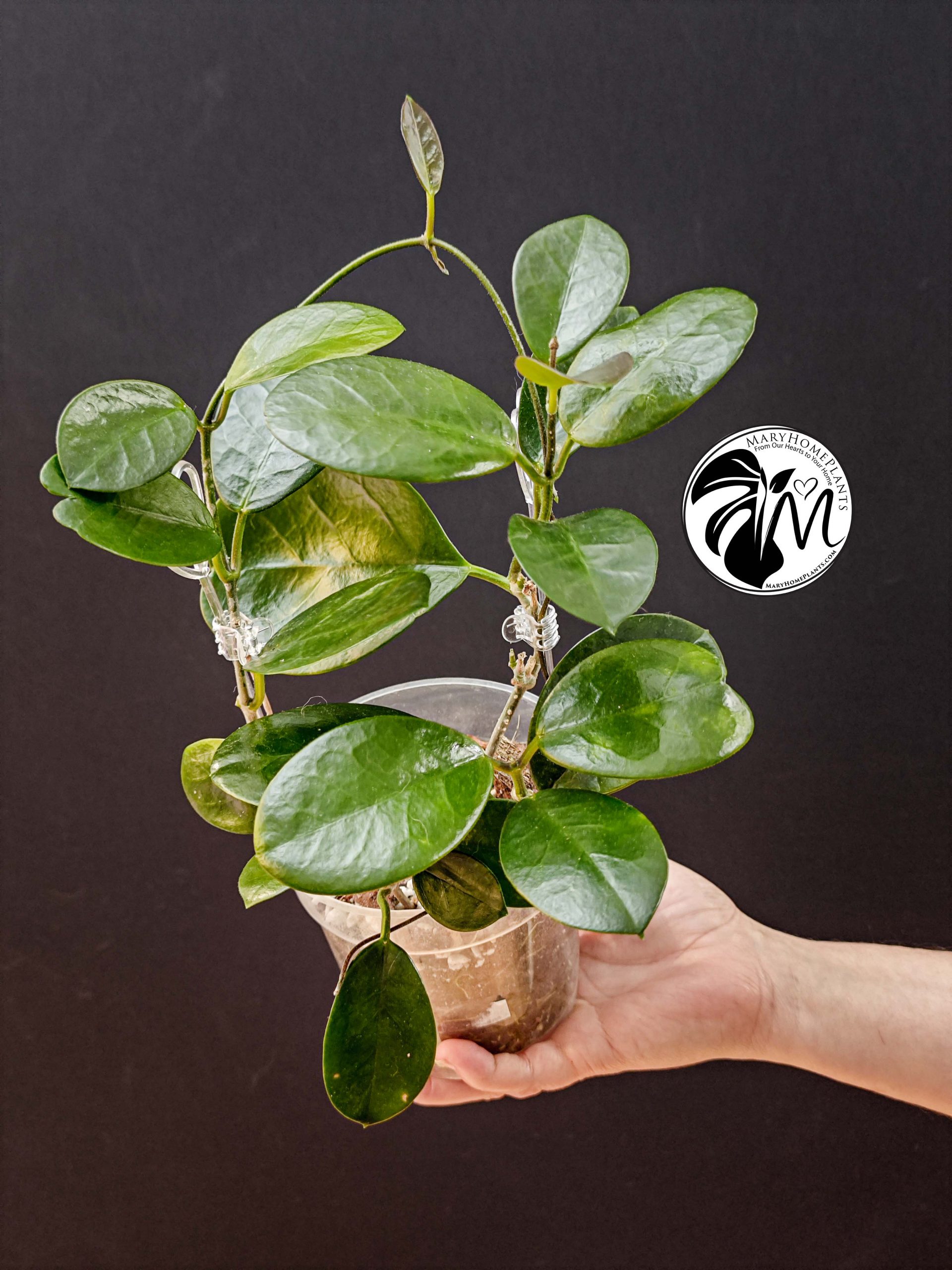 hoya australis (copy)