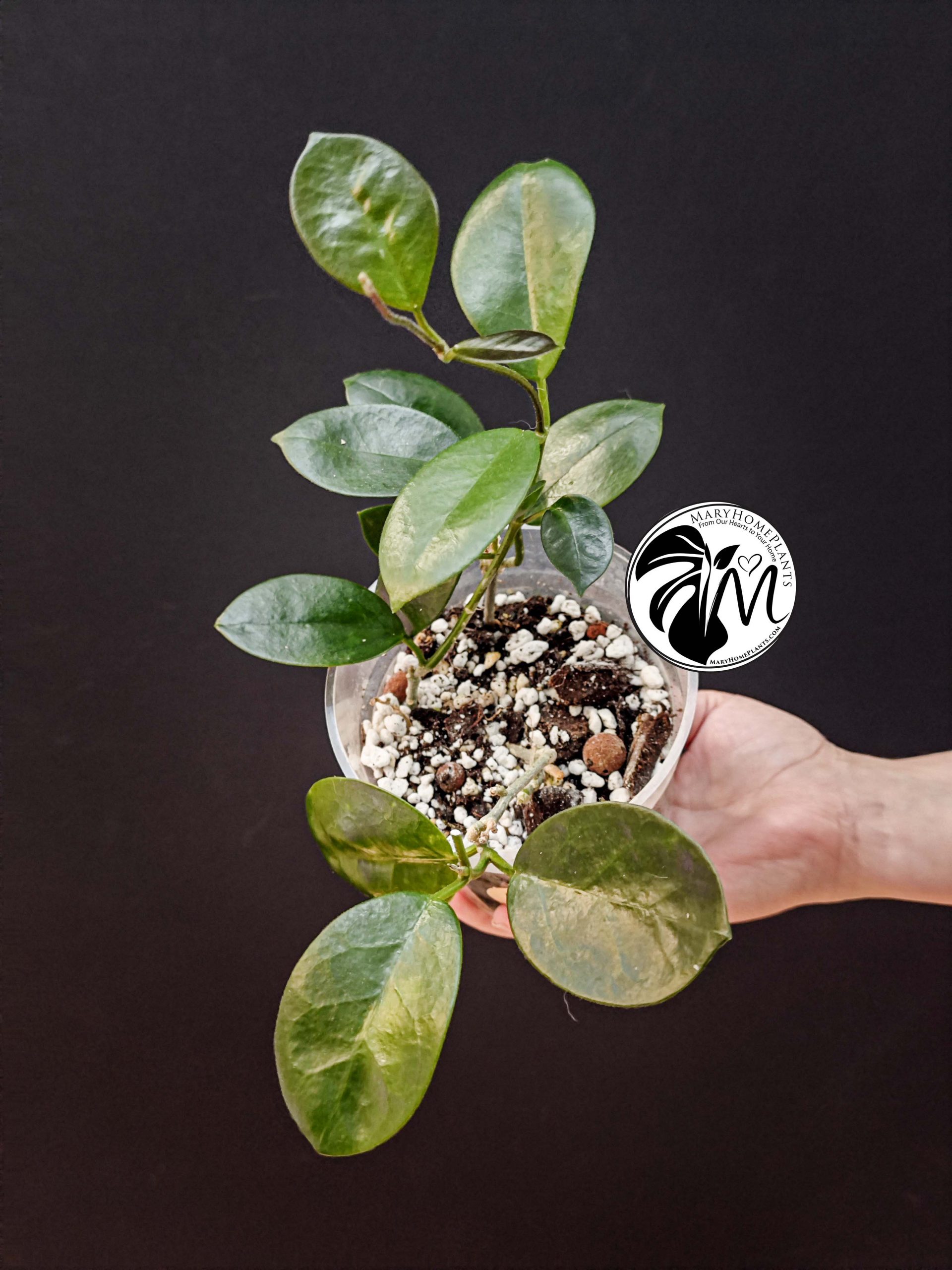hoya australis (copy)