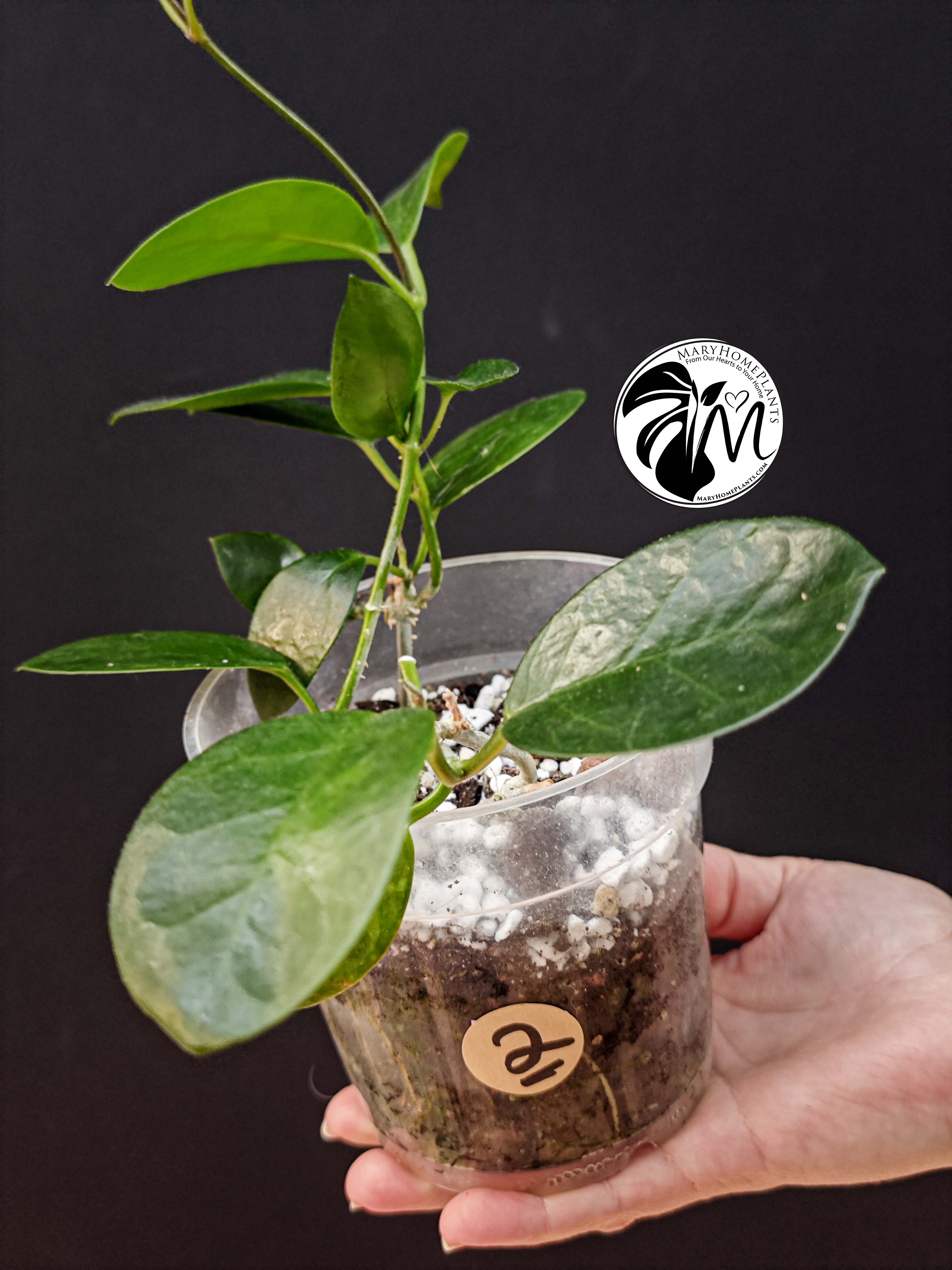 hoya australis (copy)