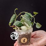 hoya australis (copy)