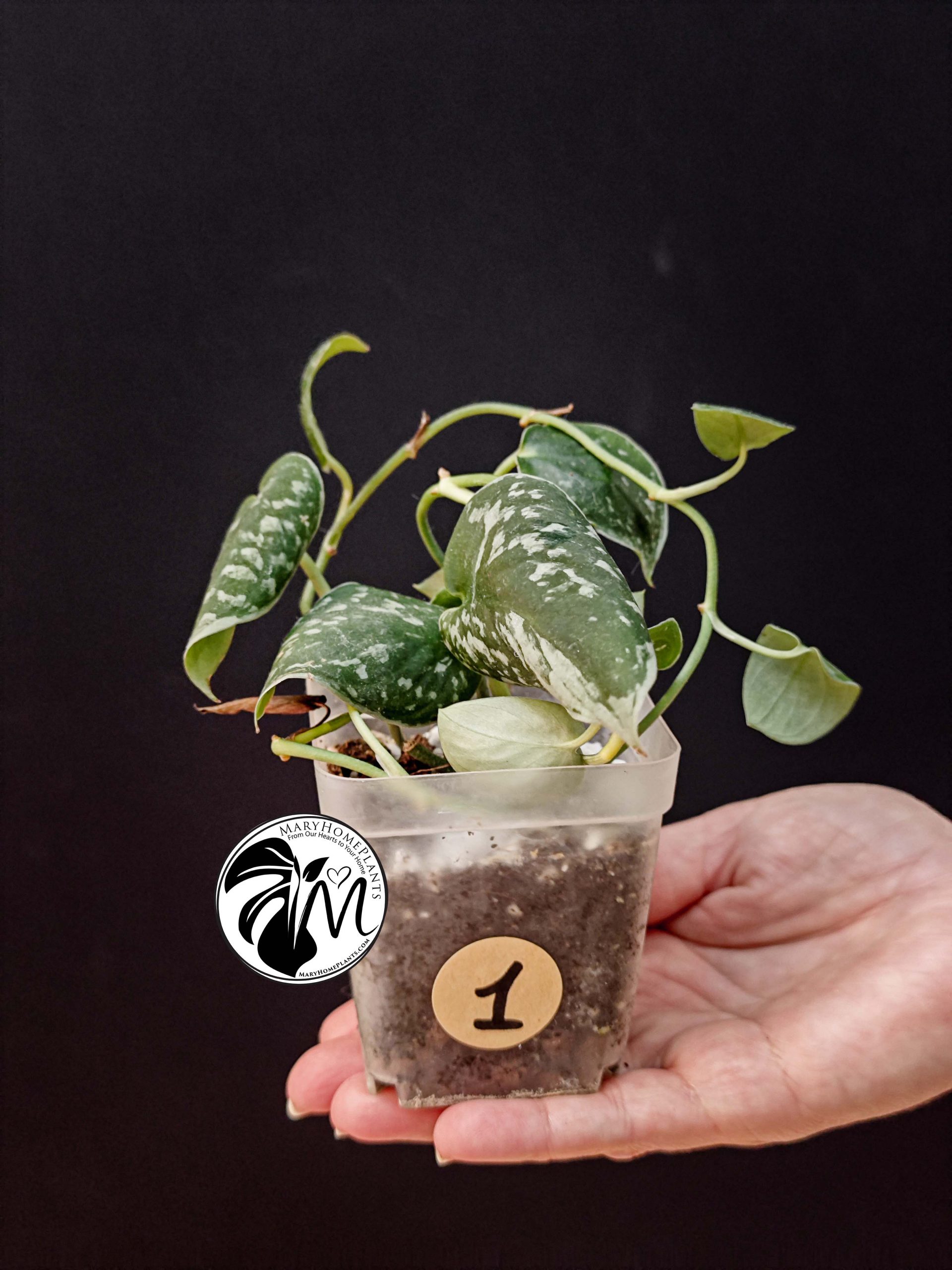 hoya australis (copy)