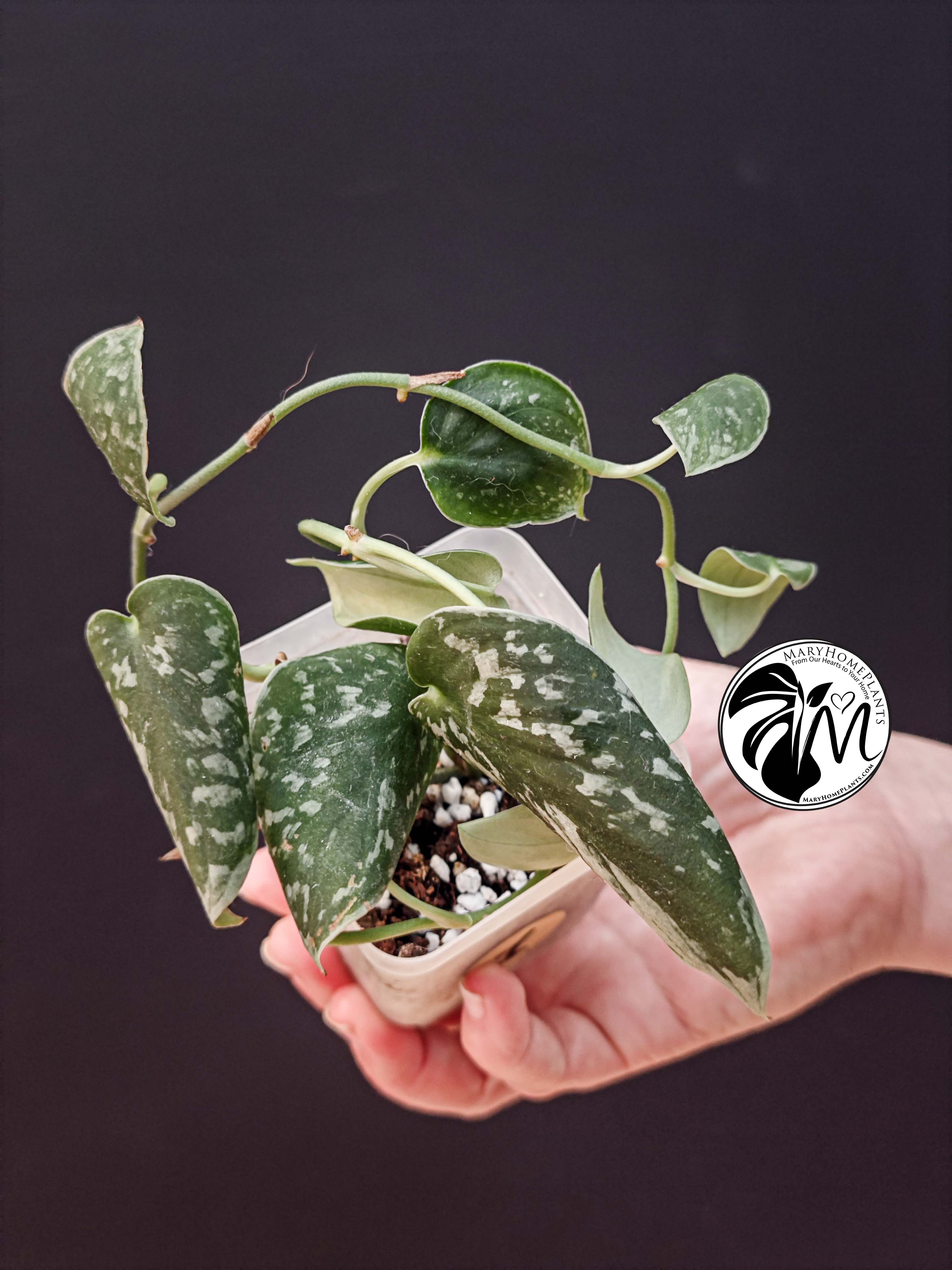 hoya australis (copy)