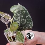 scindapsus silver lady (copy)