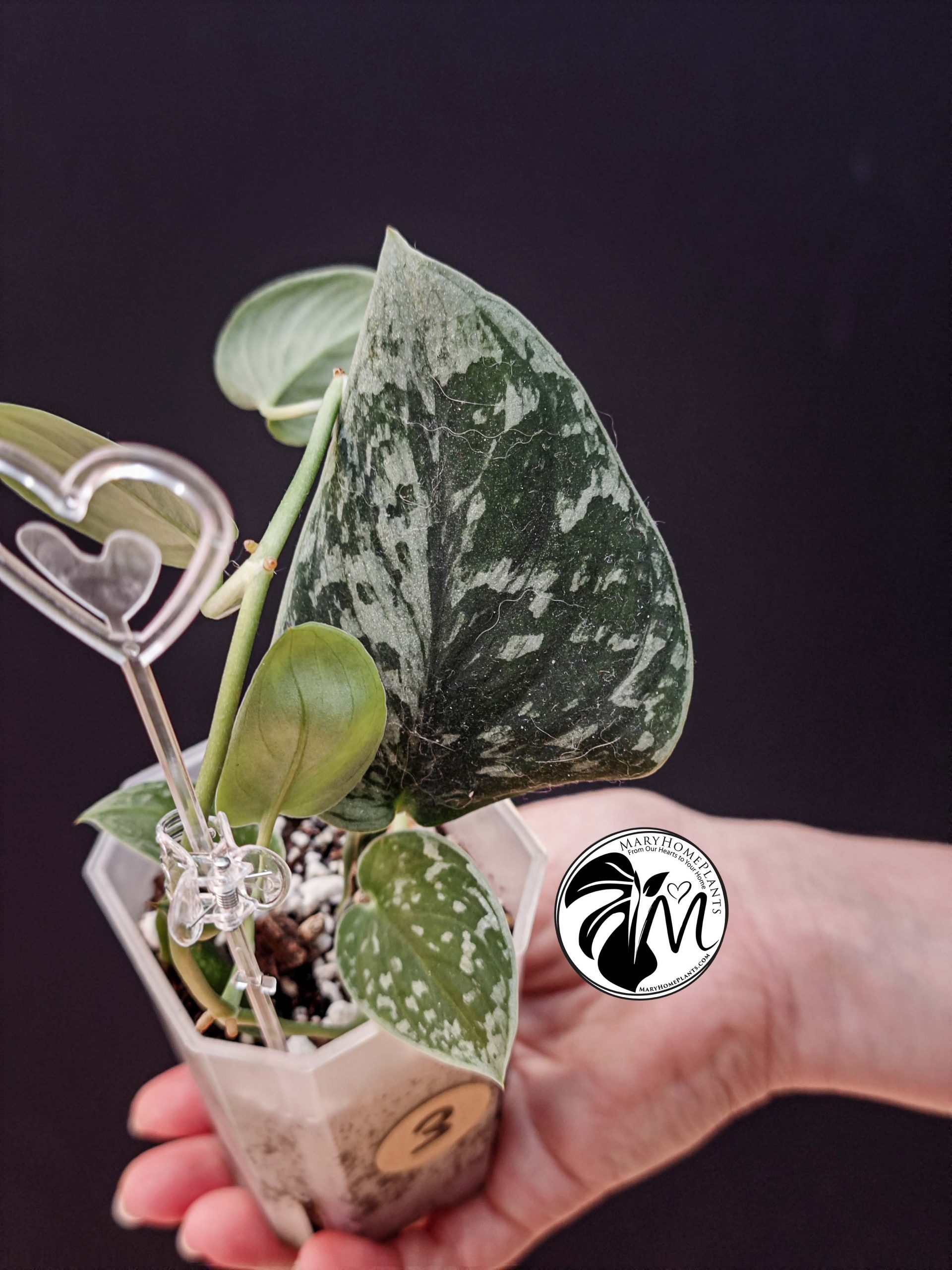scindapsus silver lady (copy)