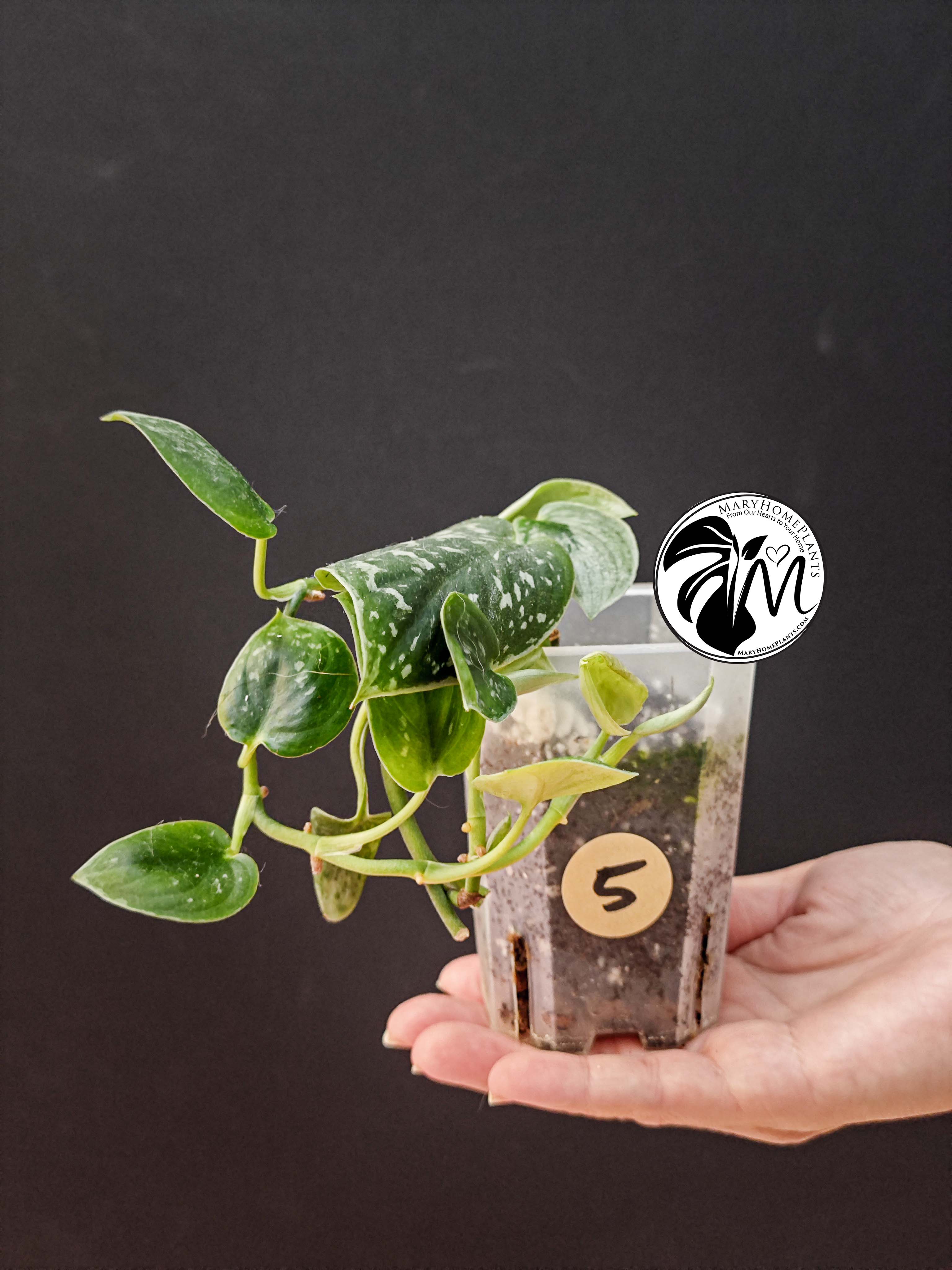 scindapsus silver lady