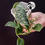 scindapsus silver lady (copy)