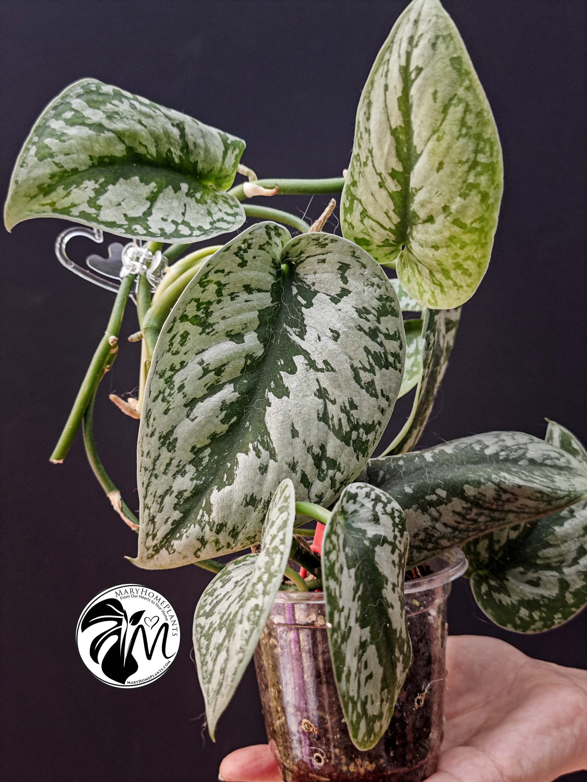 scindapsus silver lady (copy)