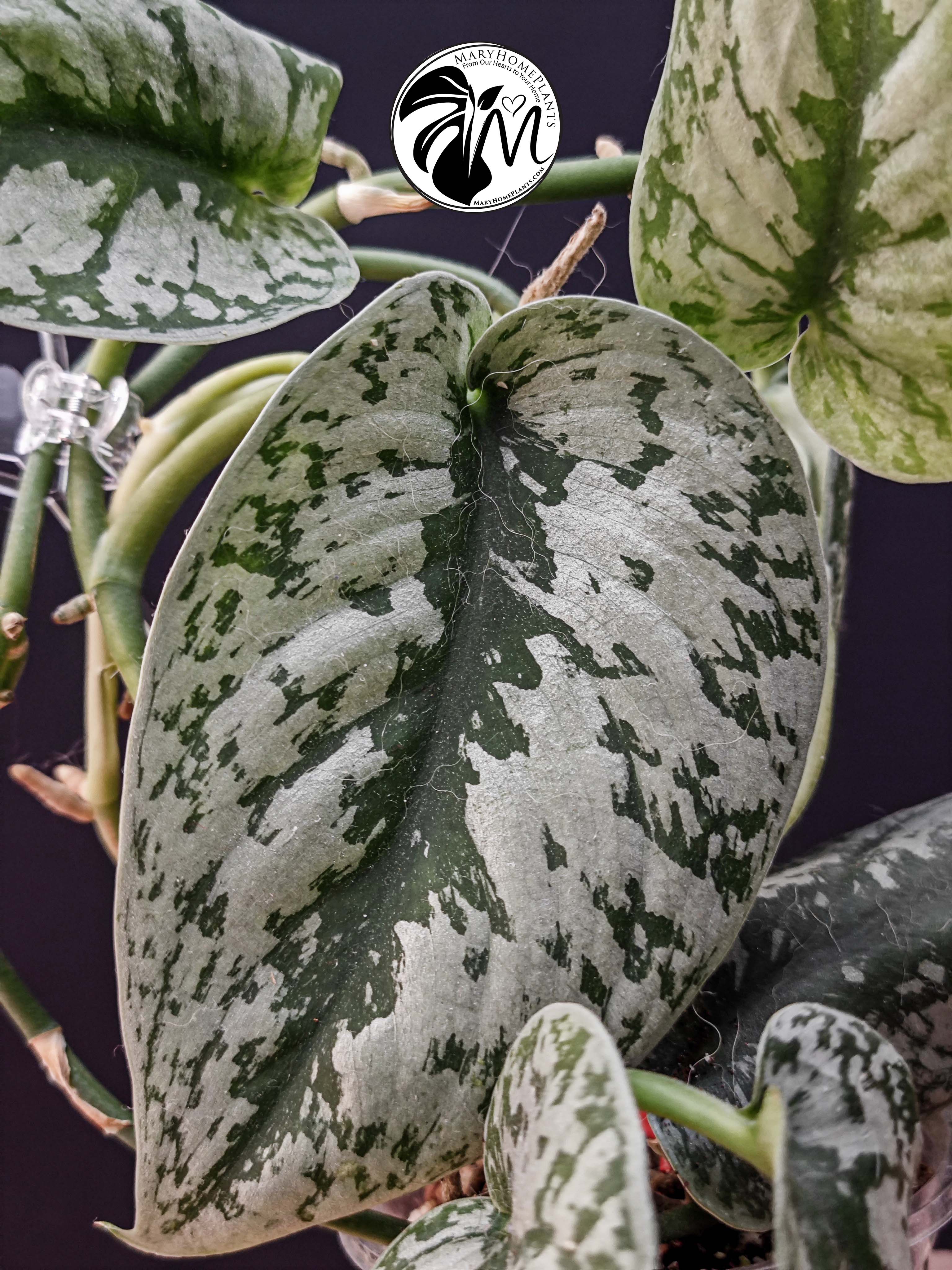 scindapsus silver lady (copy)