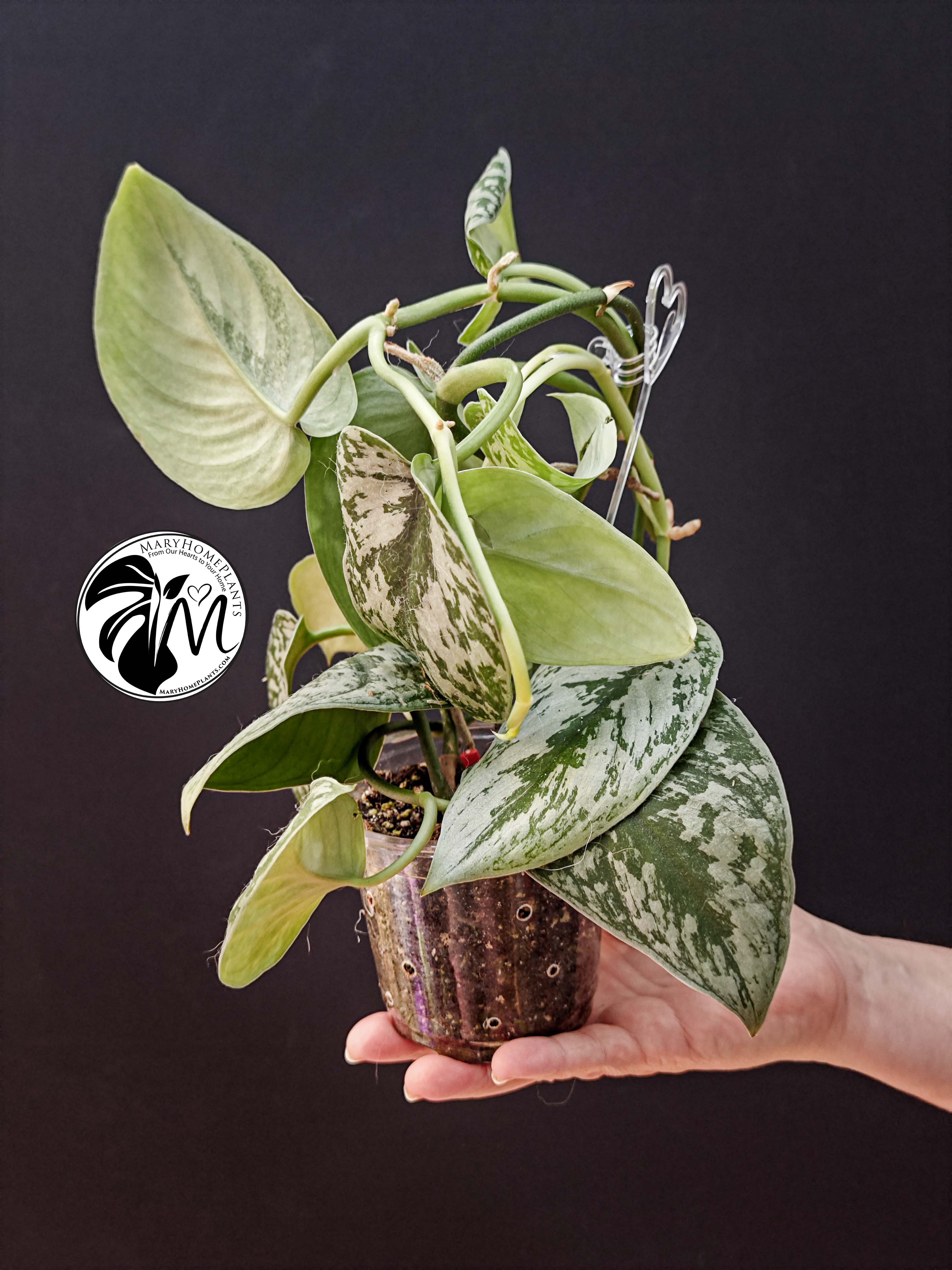 scindapsus pictus exotica