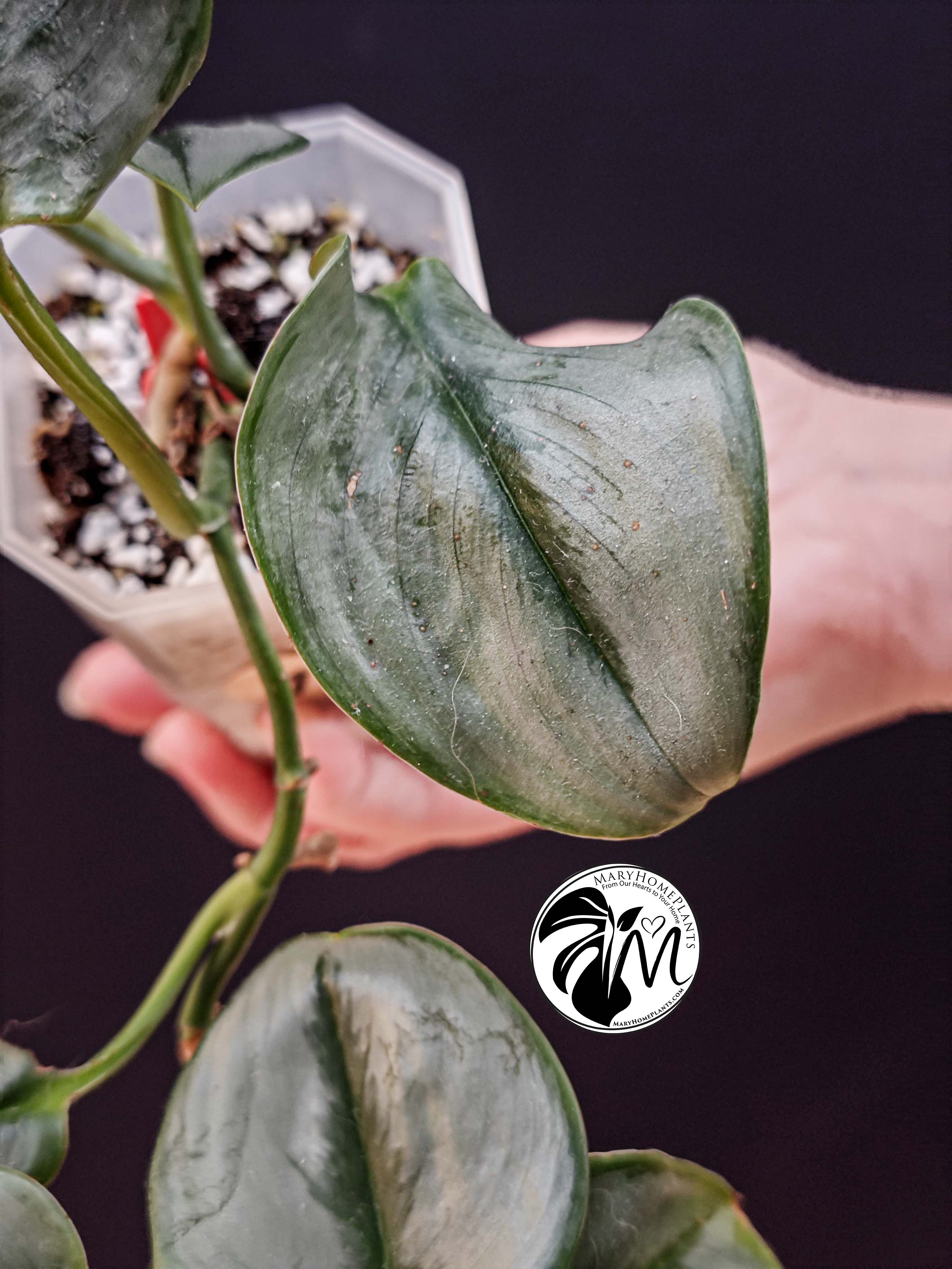 scindapsus pictus exotica (copy)
