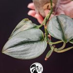 scindapsus pictus exotica (copy)