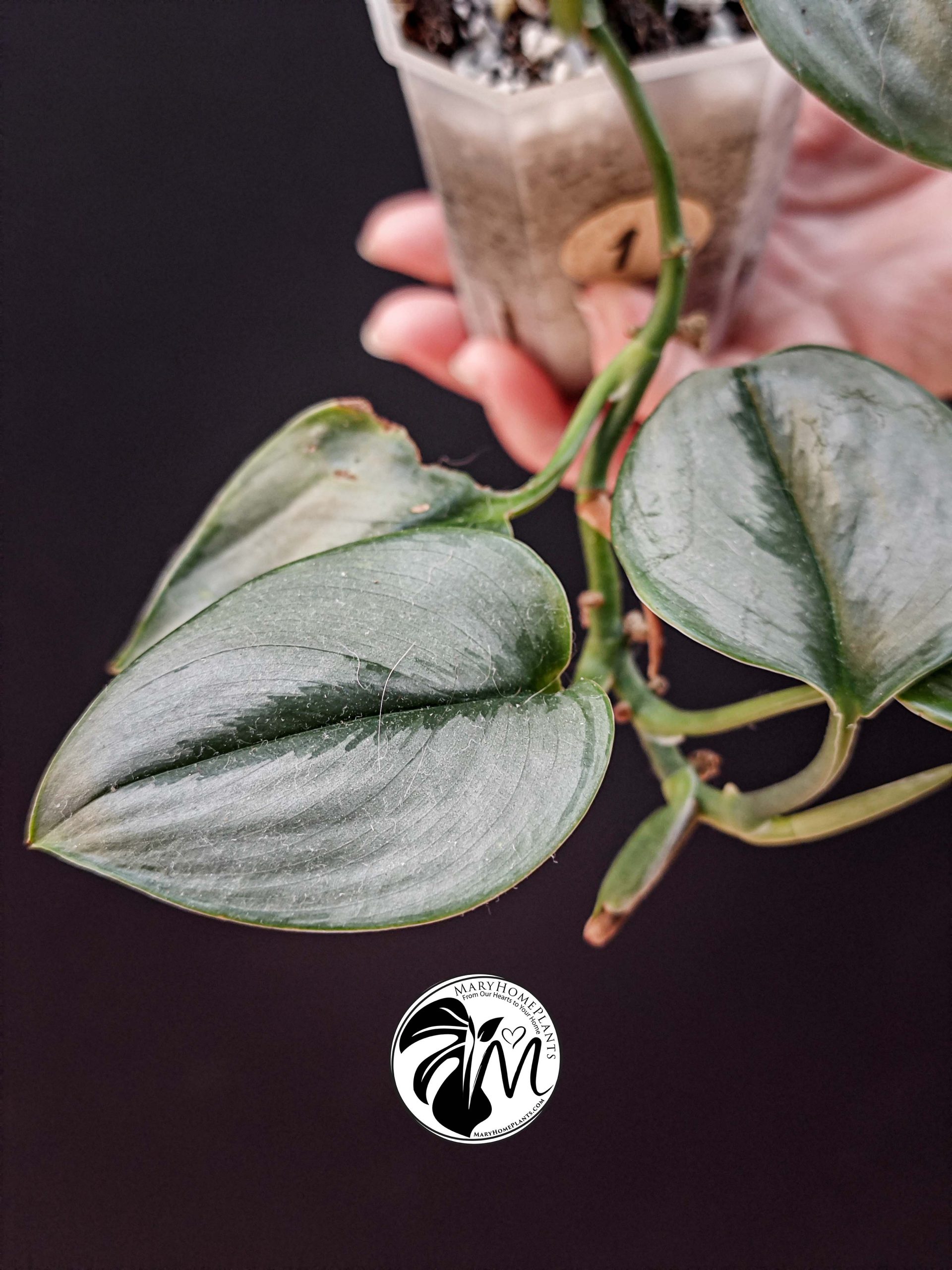 scindapsus pictus exotica (copy)