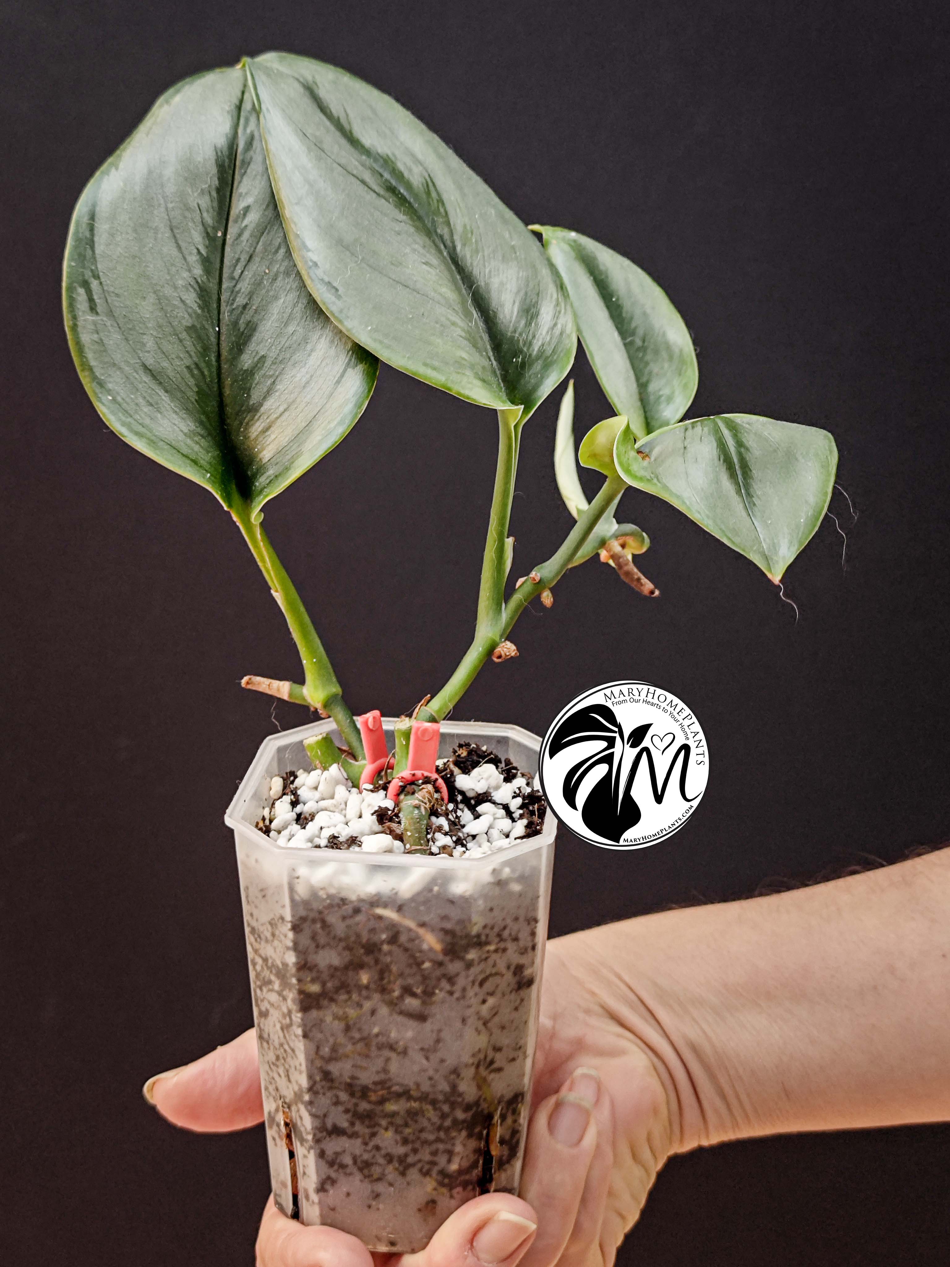 scindapsus moonlight (copy)