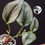 scindapsus moonlight (copy)
