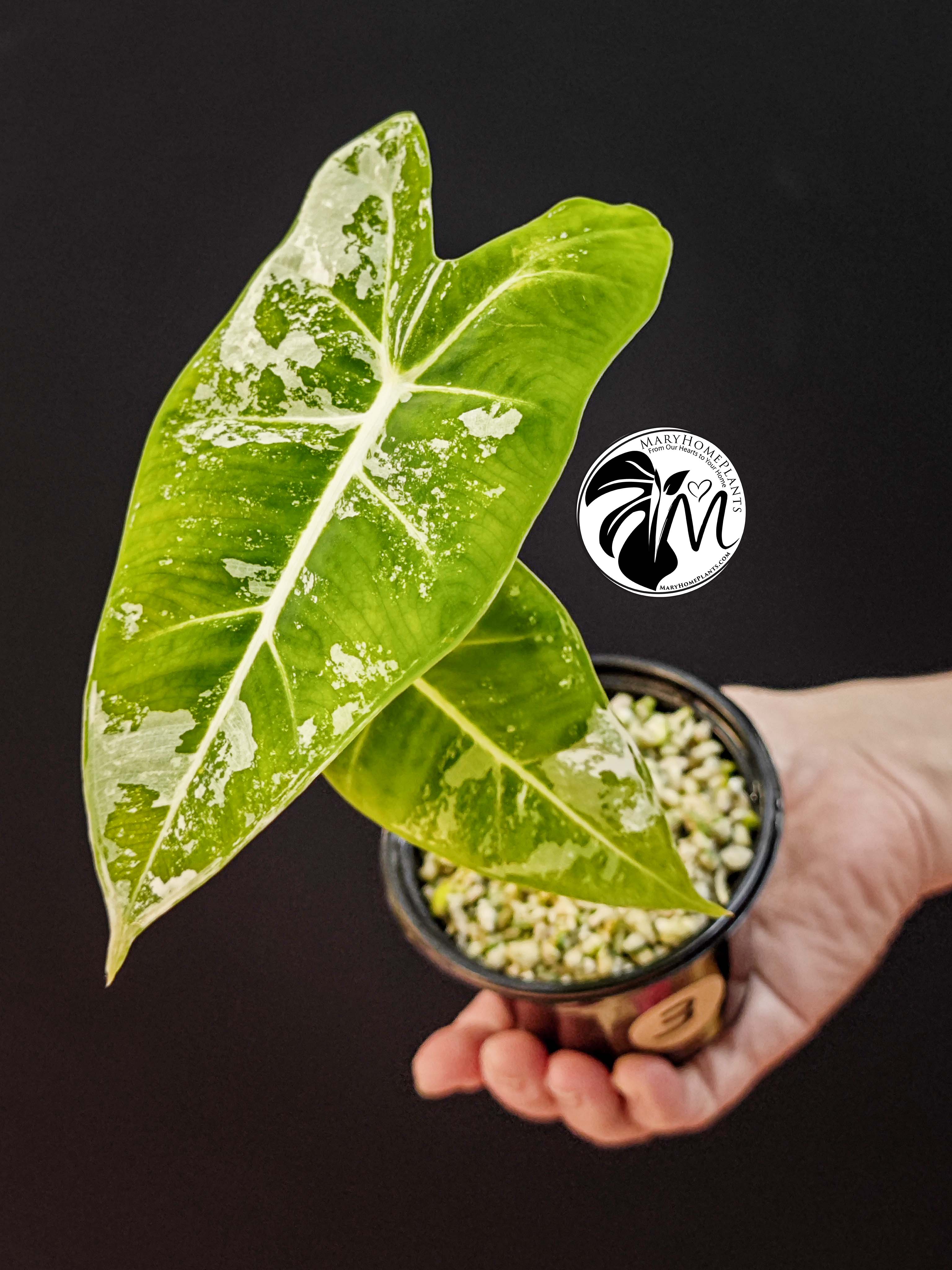 alocasia albo frydek variegated (copy)