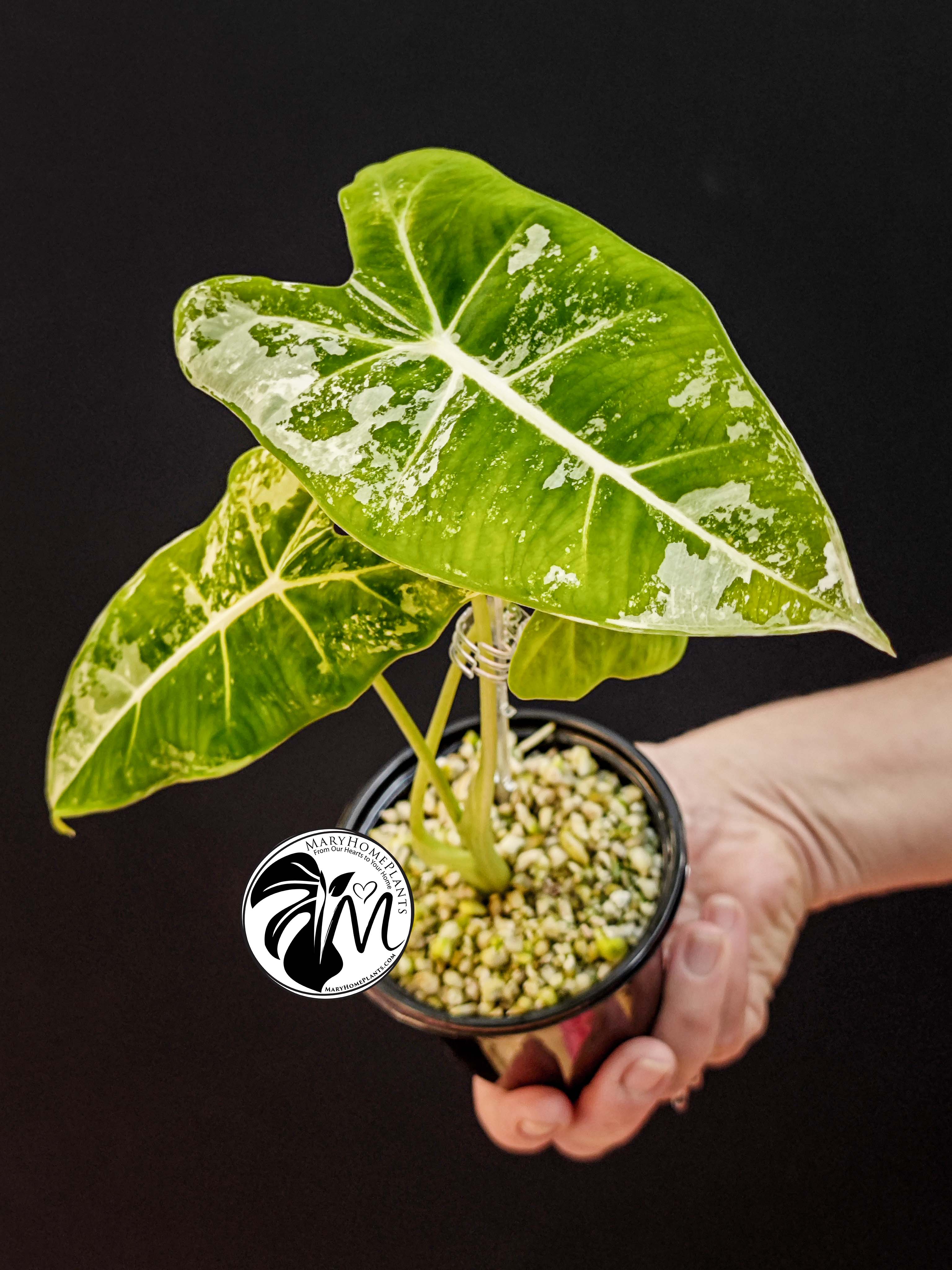 alocasia albo frydek variegated (copy)