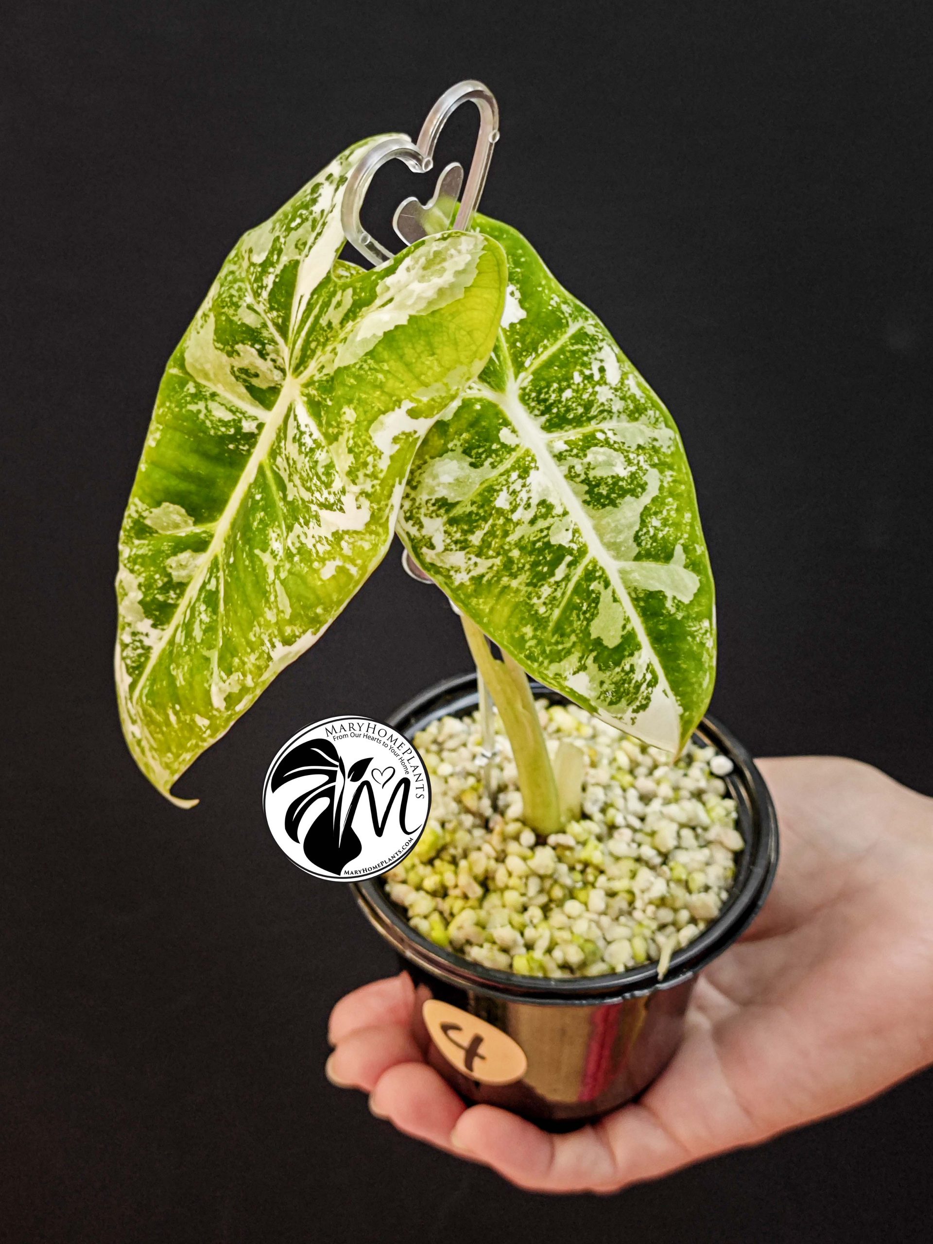 alocasia albo frydek variegated (copy)