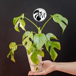 rhaphidophora tetrasperma variegated (copy)