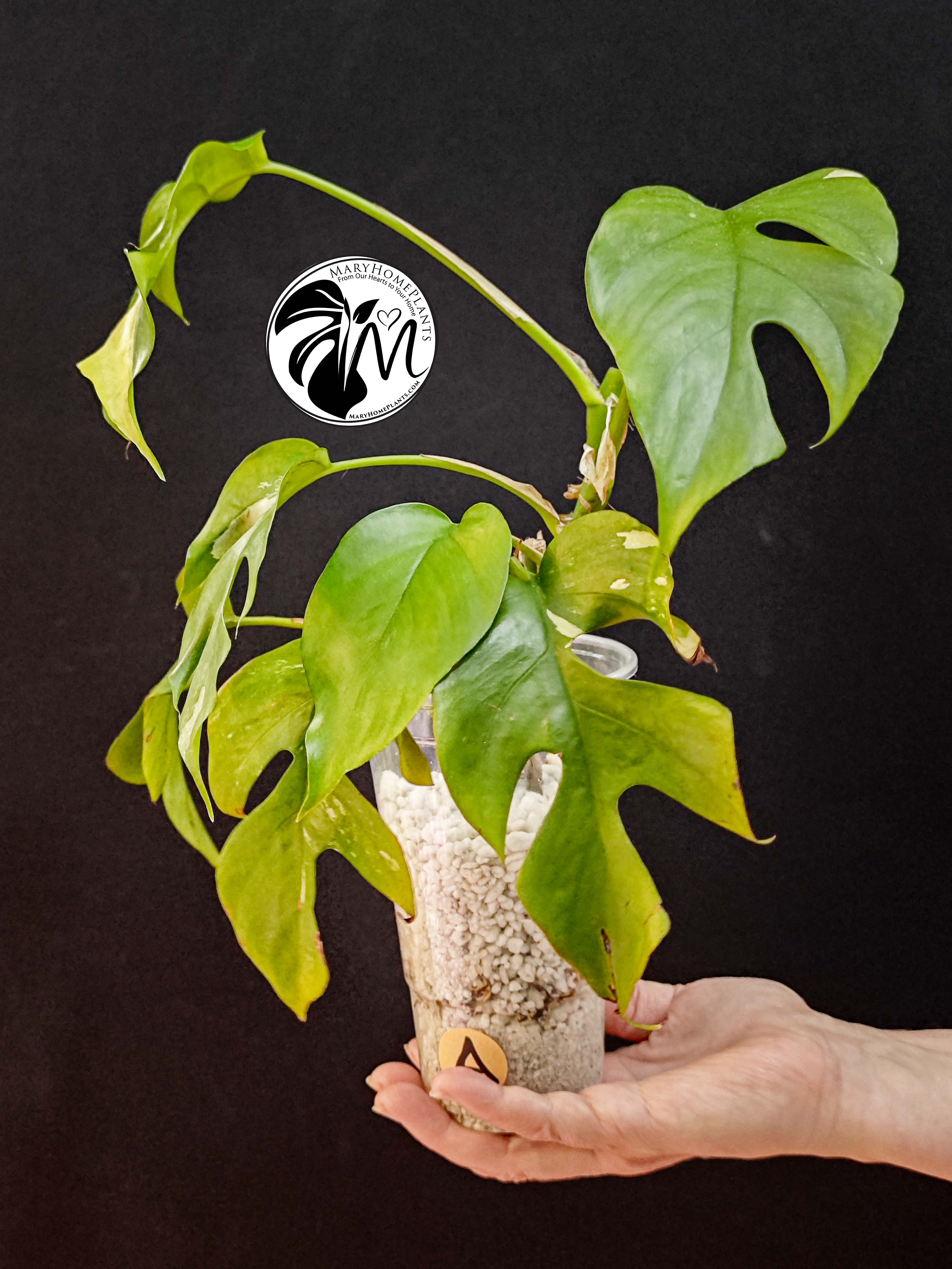 rhaphidophora tetrasperma variegated (copy)