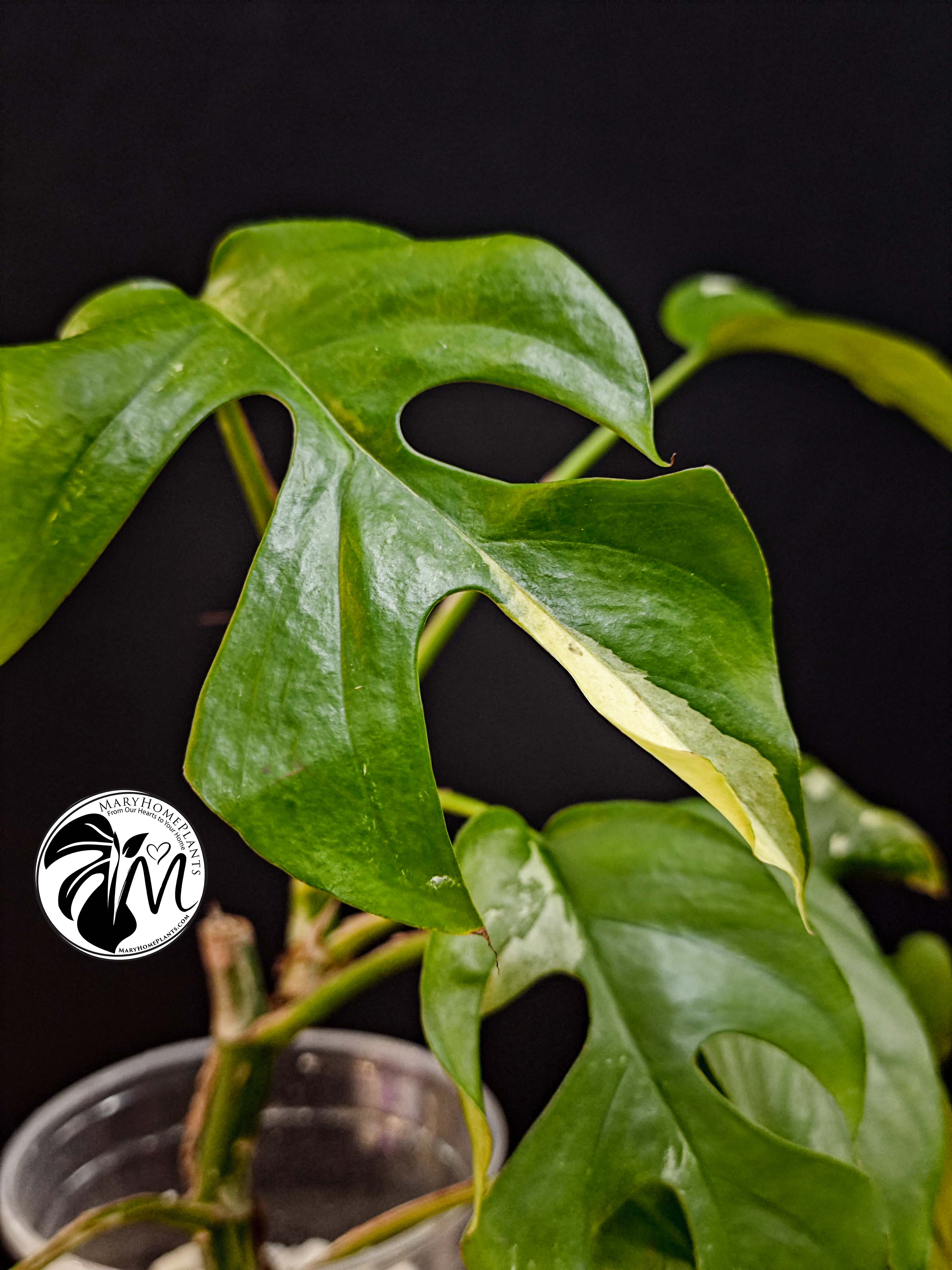 rhaphidophora tetrasperma variegated (copy)