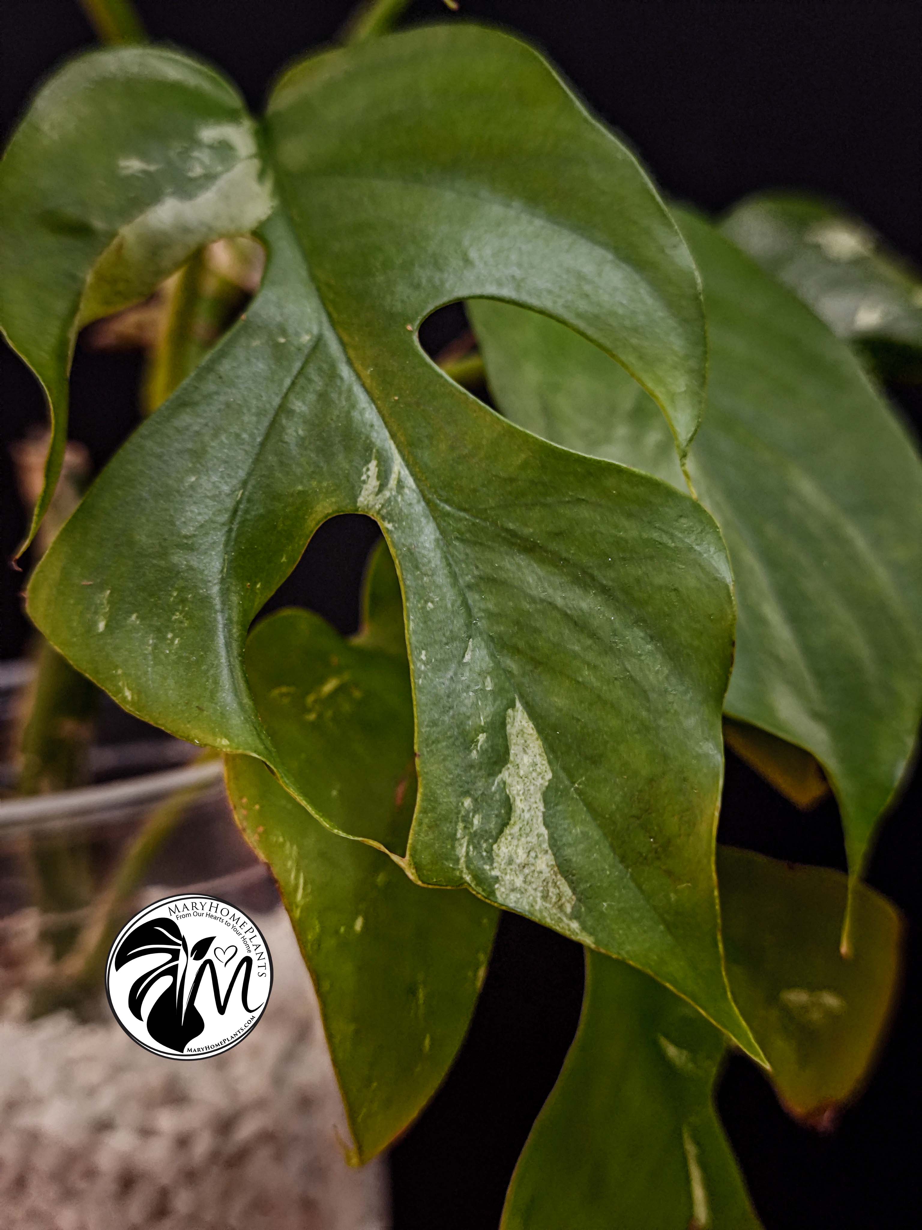 rhaphidophora tetrasperma variegated (copy)