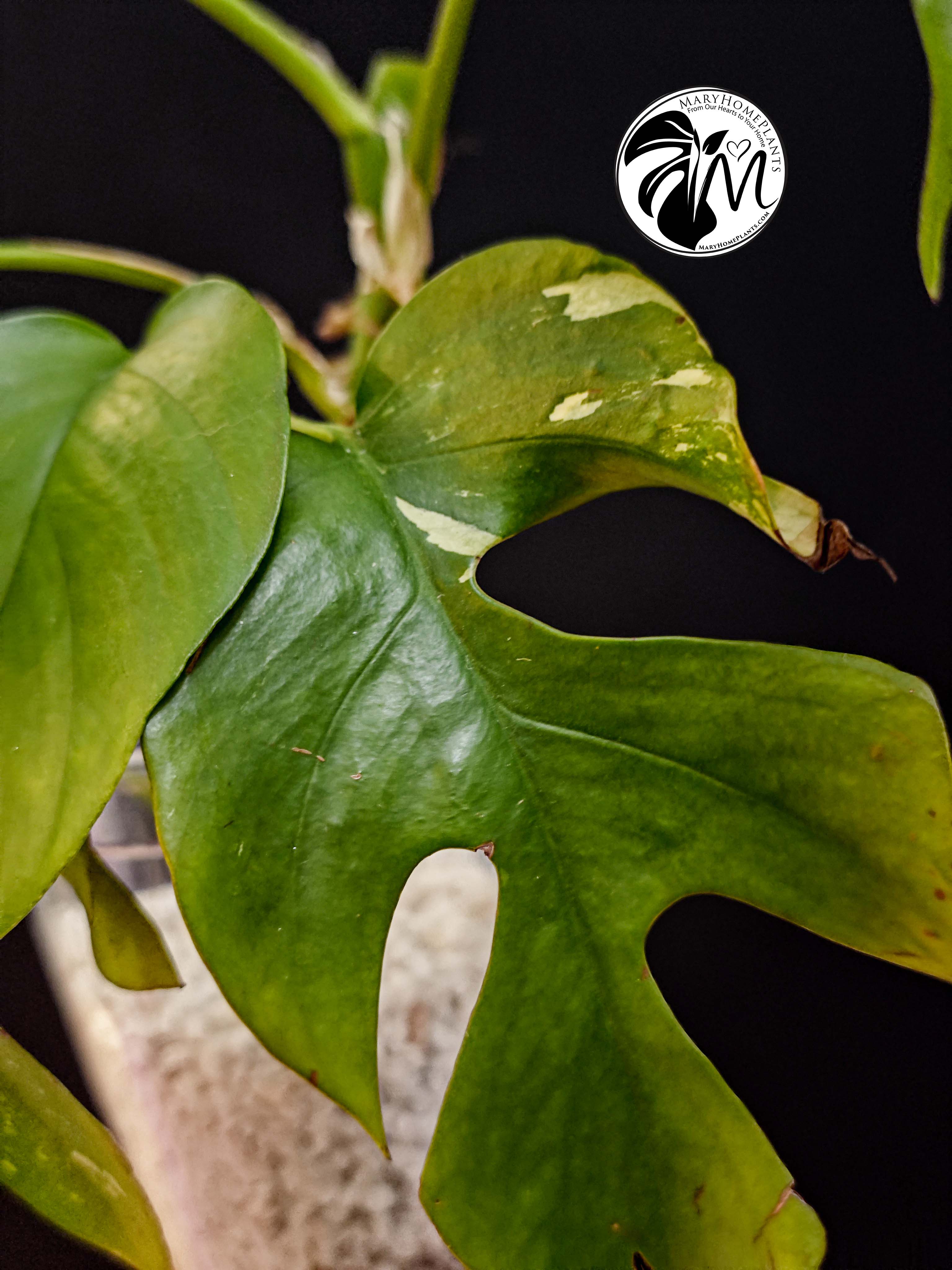 rhaphidophora tetrasperma variegated (copy)