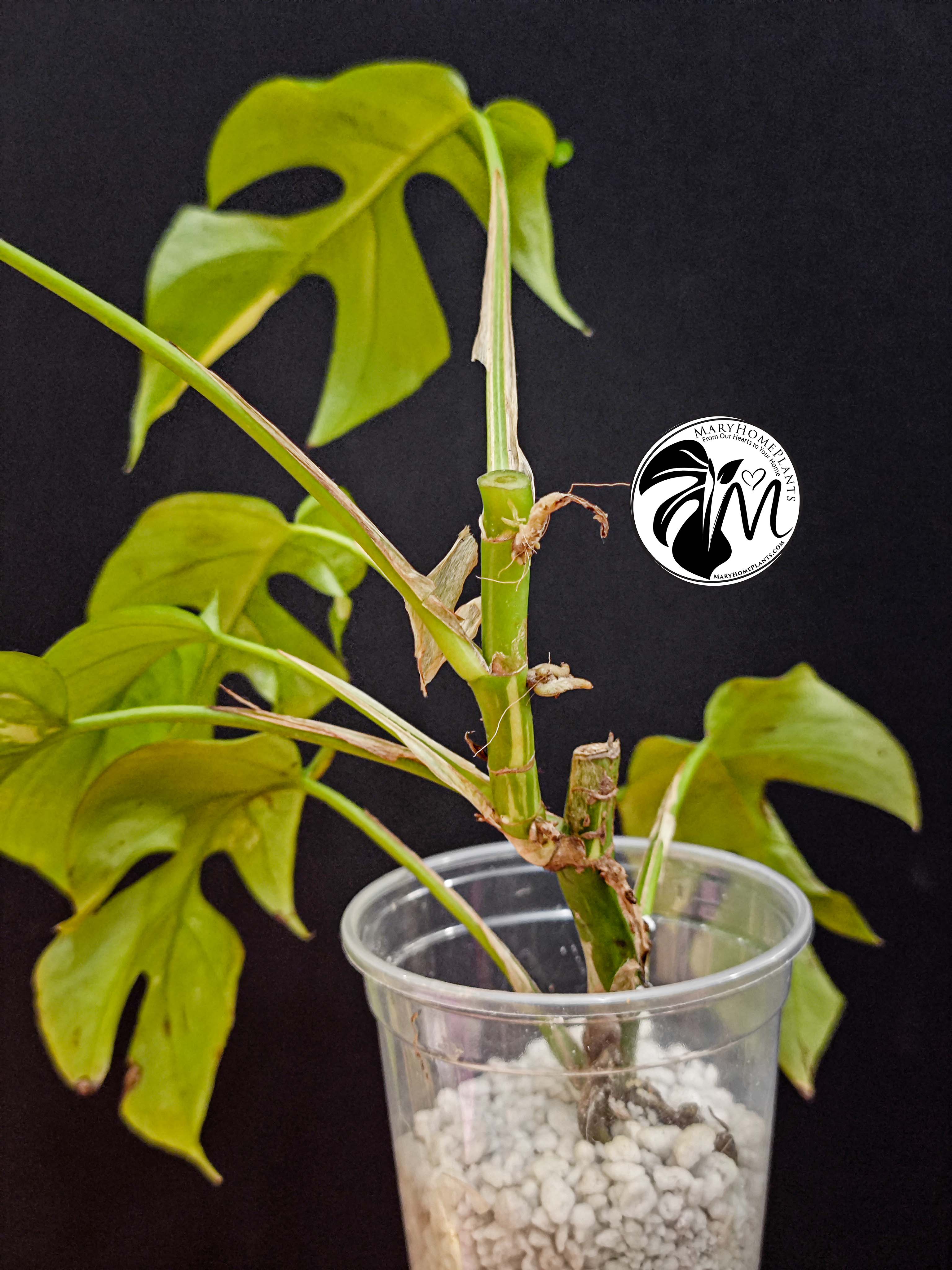 rhaphidophora tetrasperma variegated (copy)