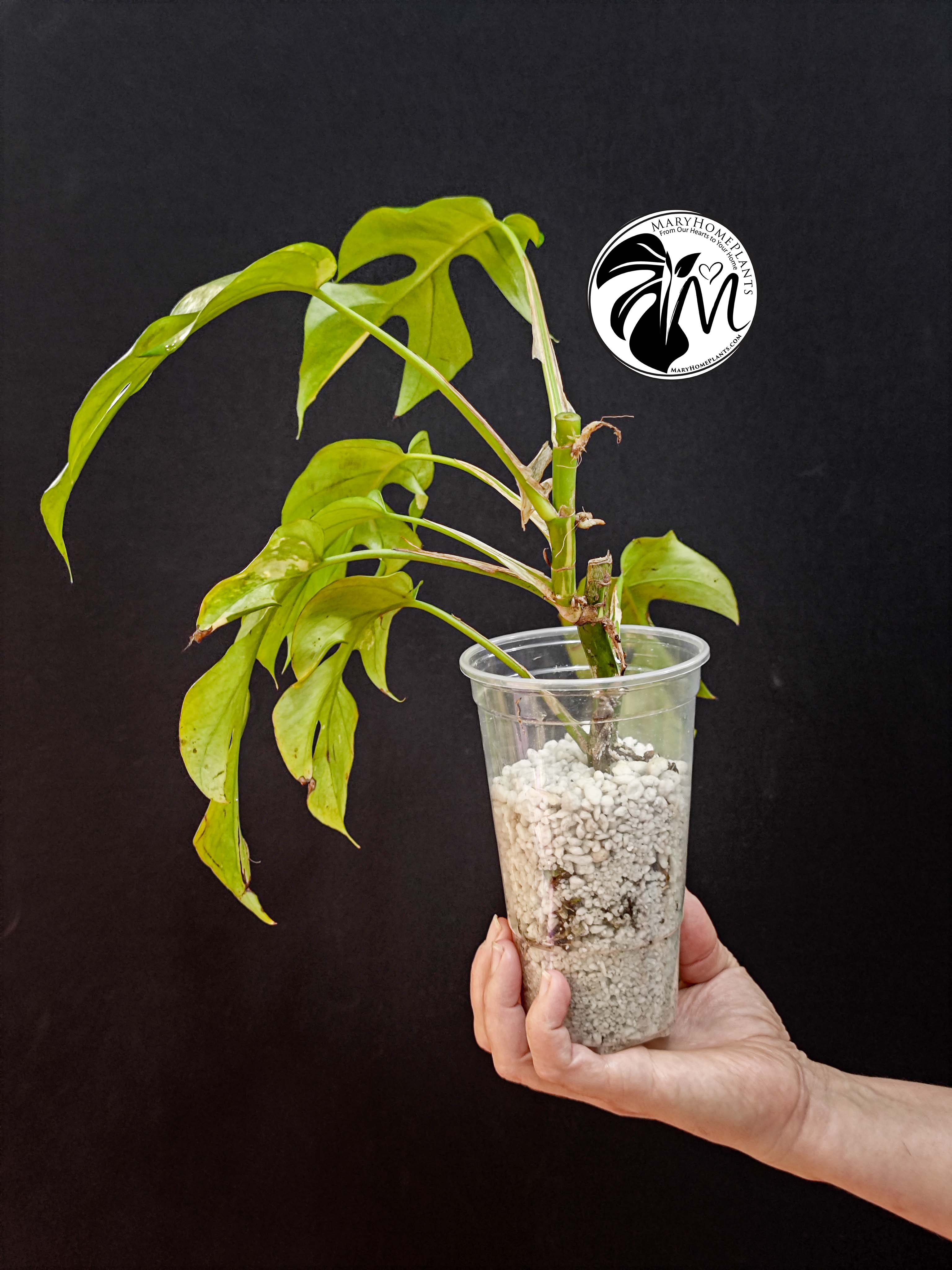 rhaphidophora tetrasperma variegated (copy)