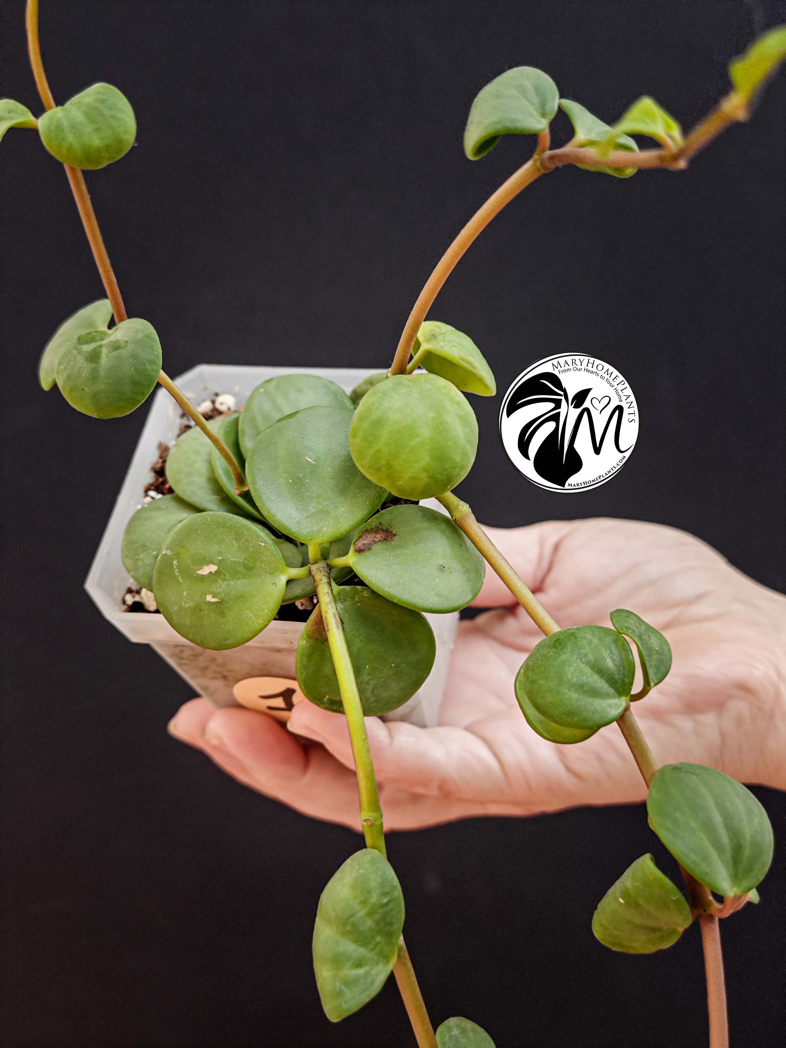 rhaphidophora tetrasperma variegated (copy)