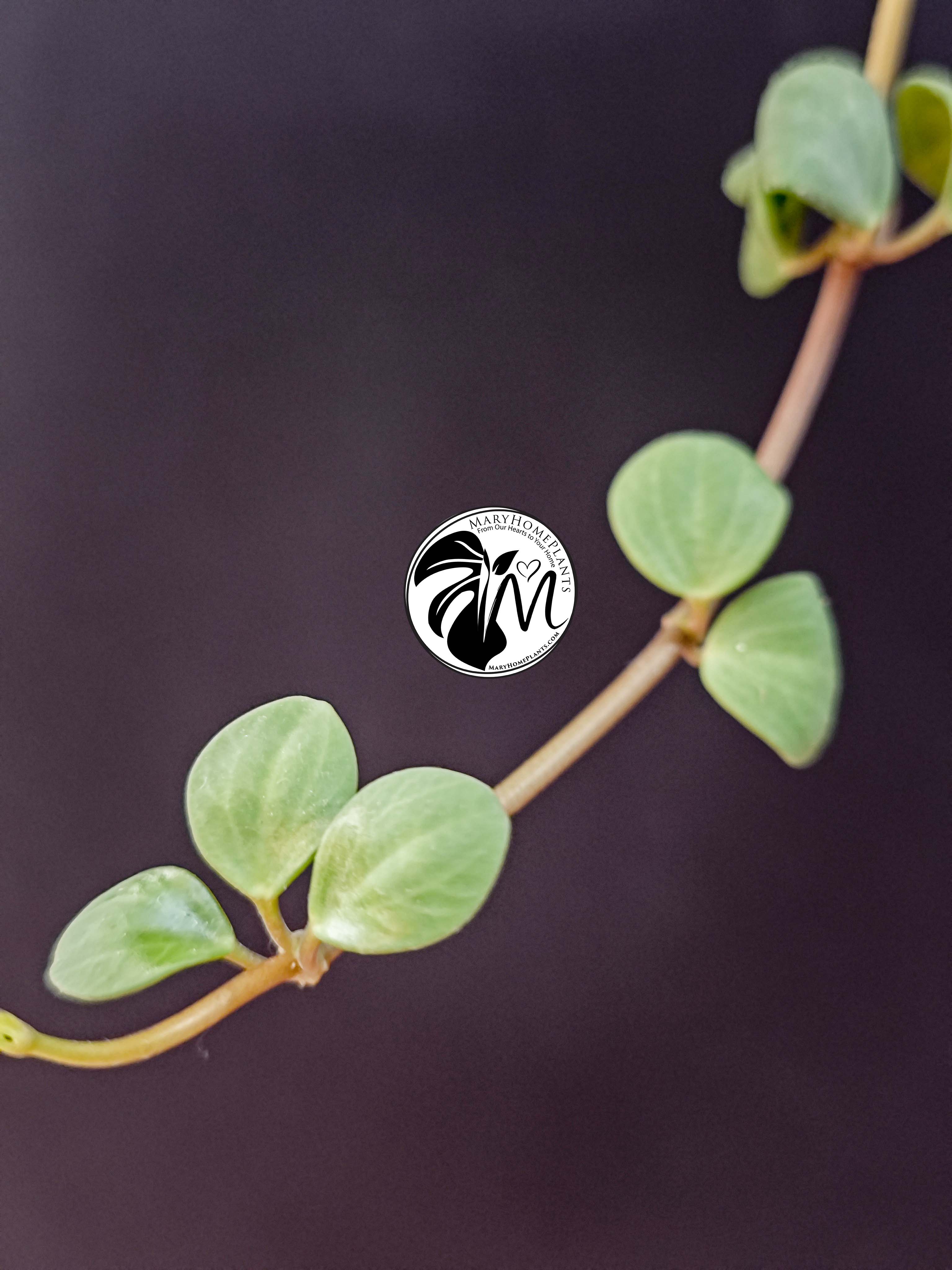 rhaphidophora tetrasperma variegated (copy) rhaphidophora tetrasperma variegated (copy)