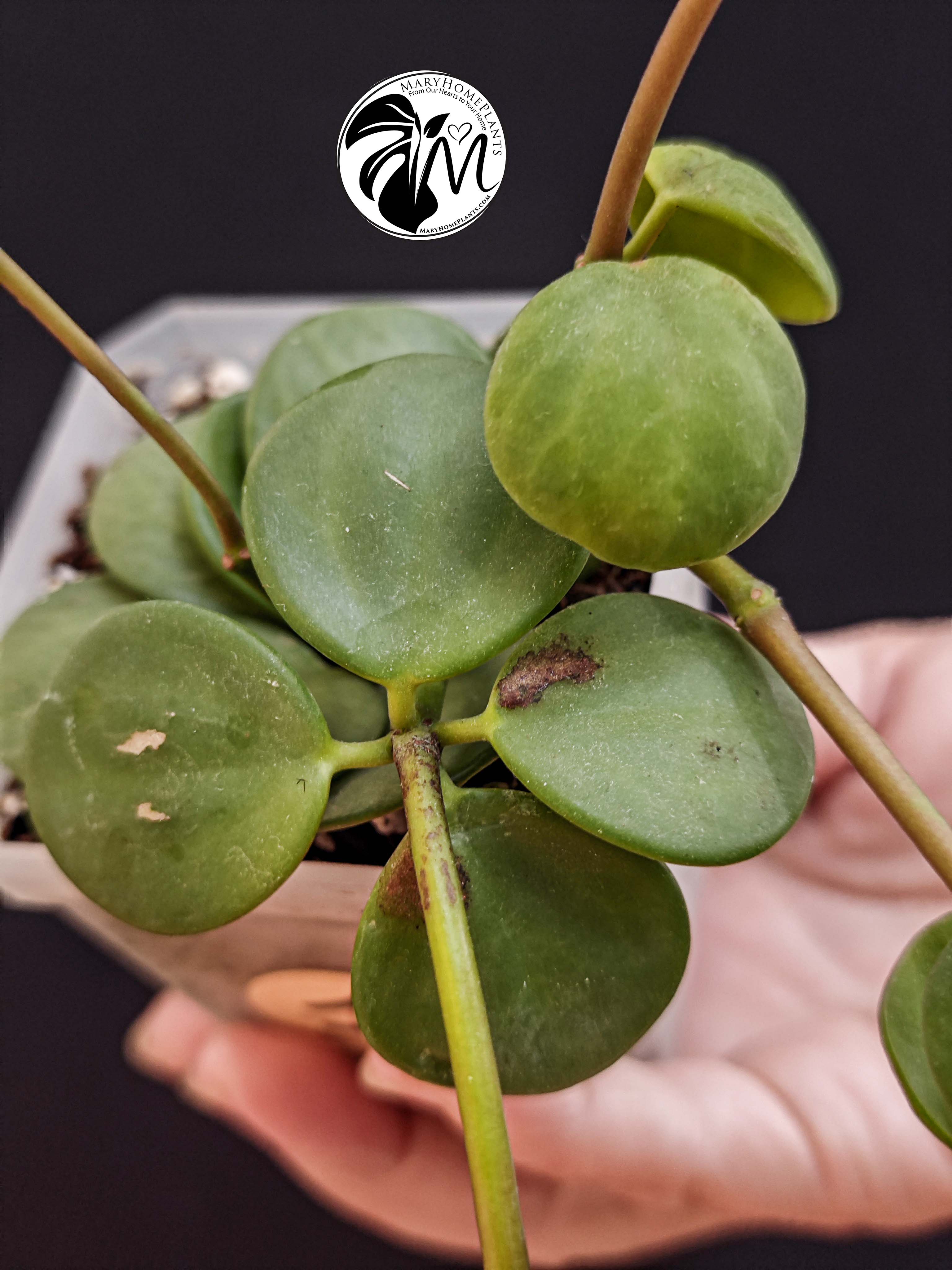 rhaphidophora tetrasperma variegated (copy)