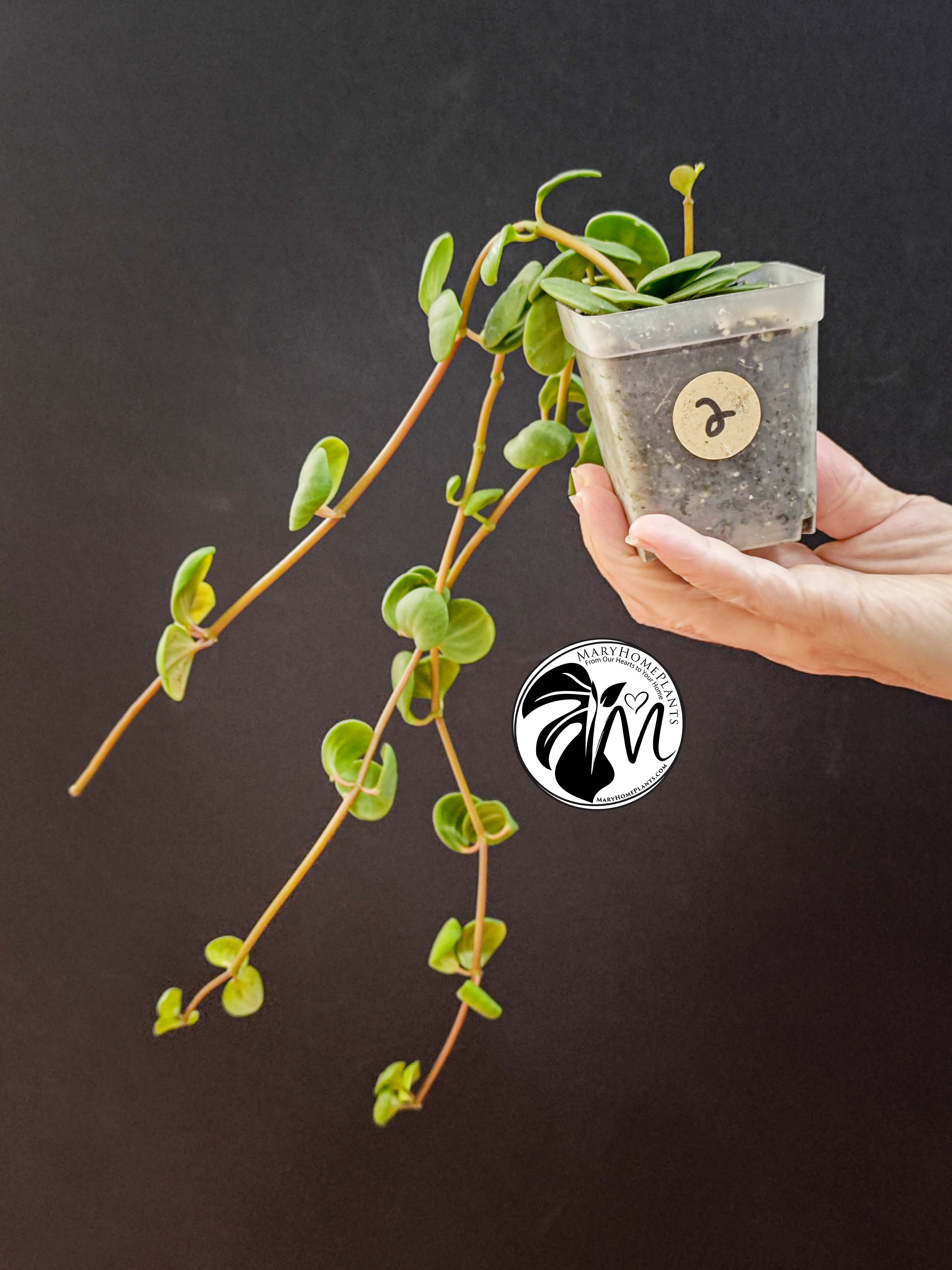 peperomia hope (copy)