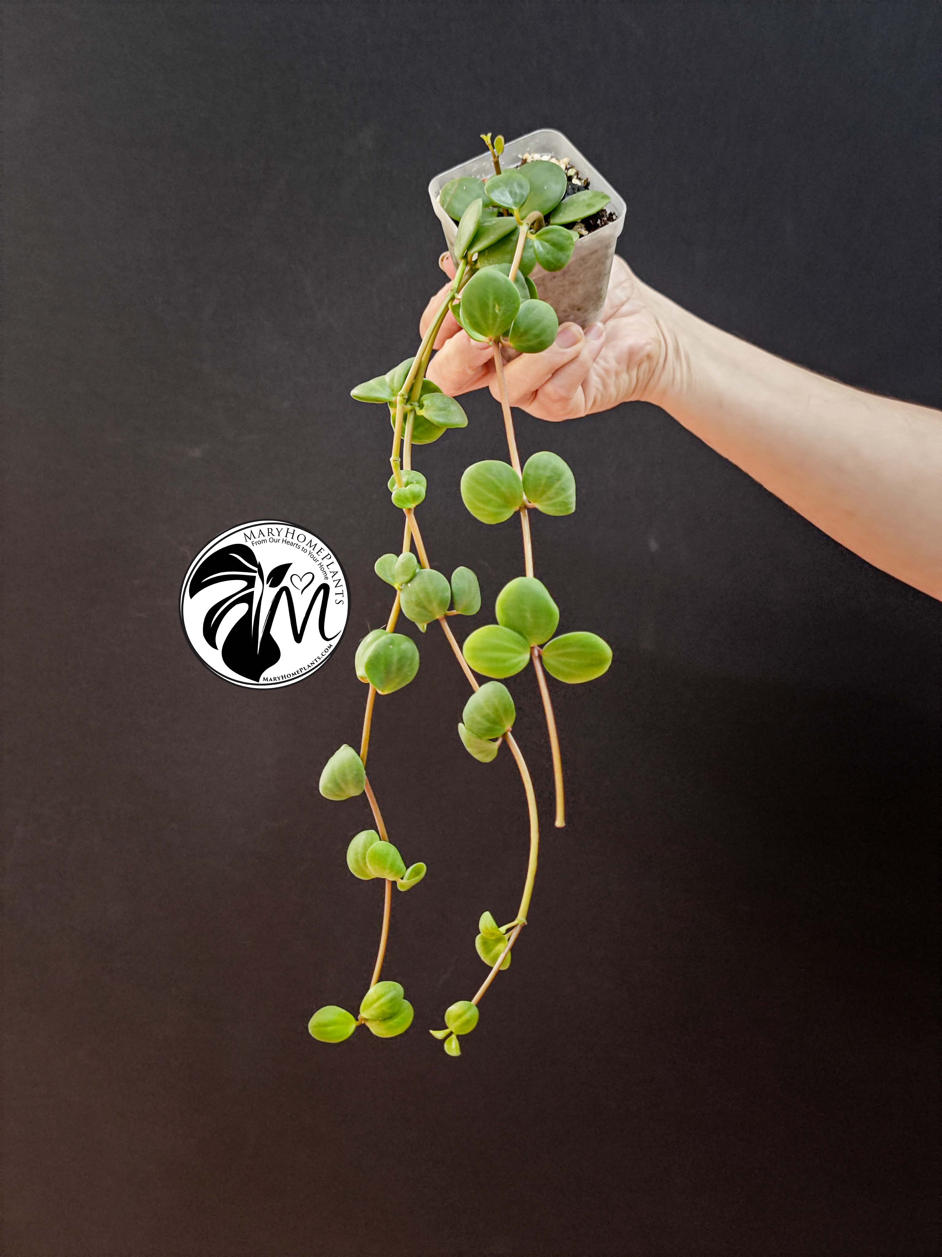 peperomia hope (copy)