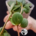 peperomia hope (copy)