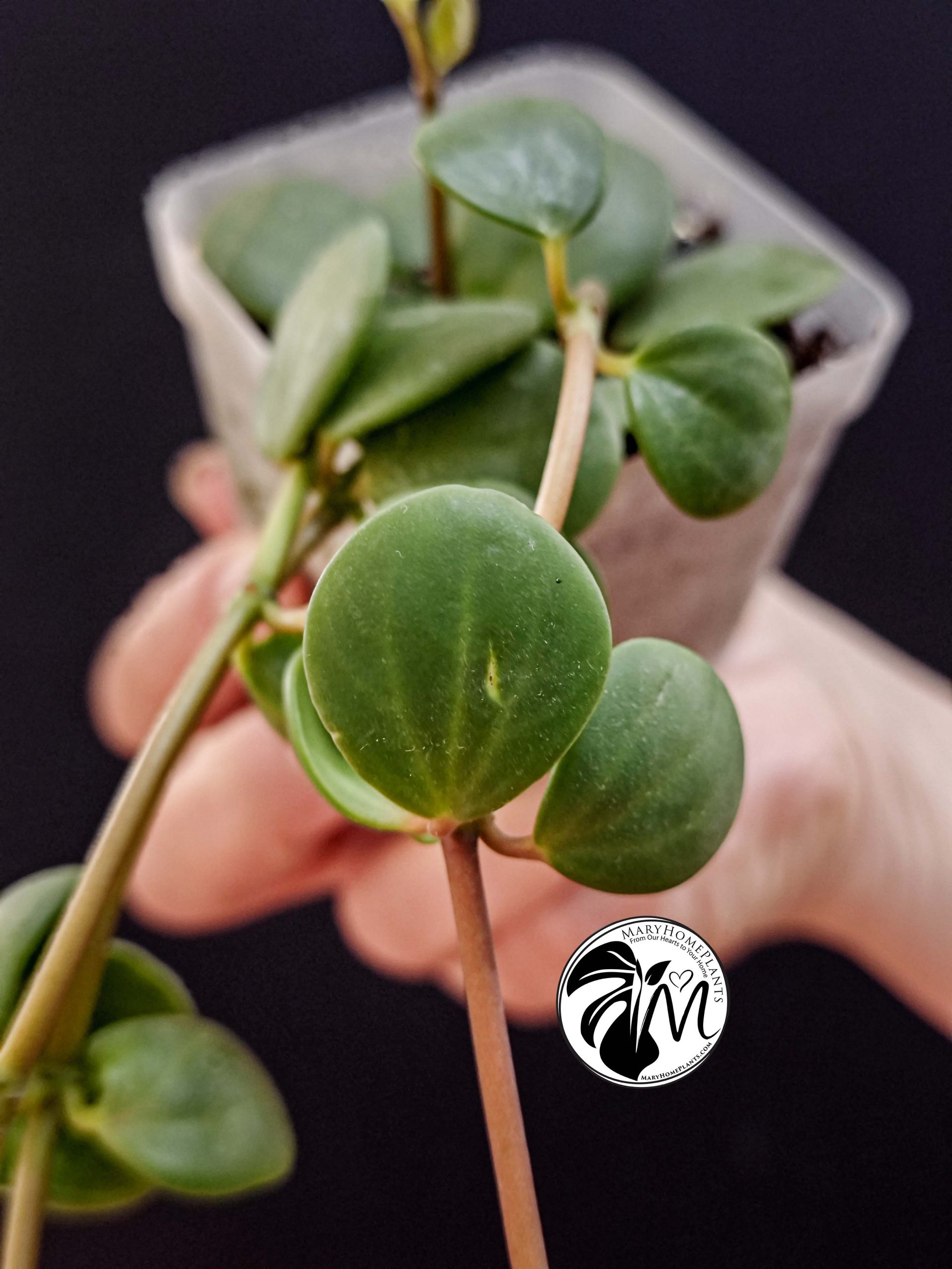 peperomia hope (copy)