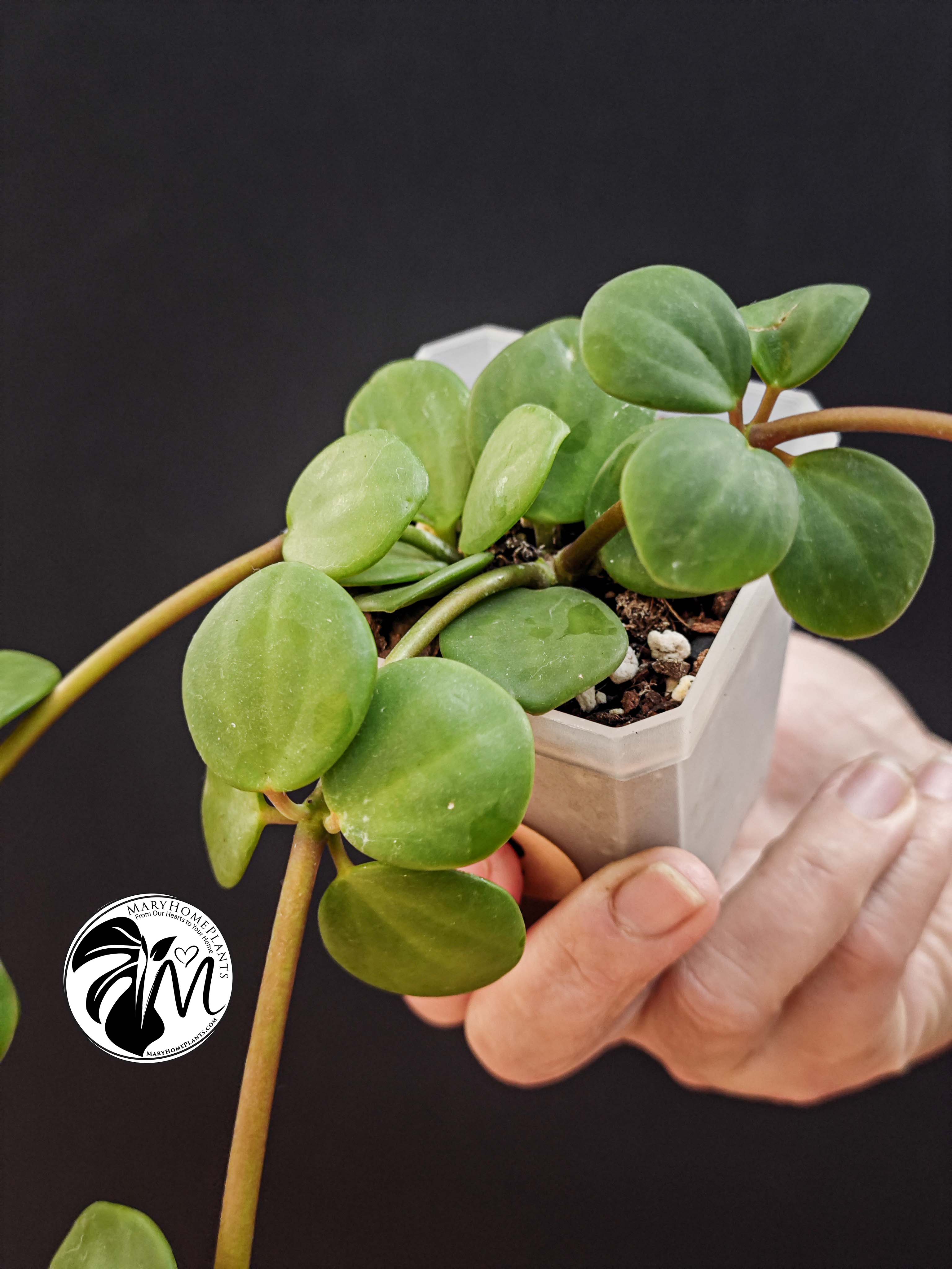 peperomia hope (copy)