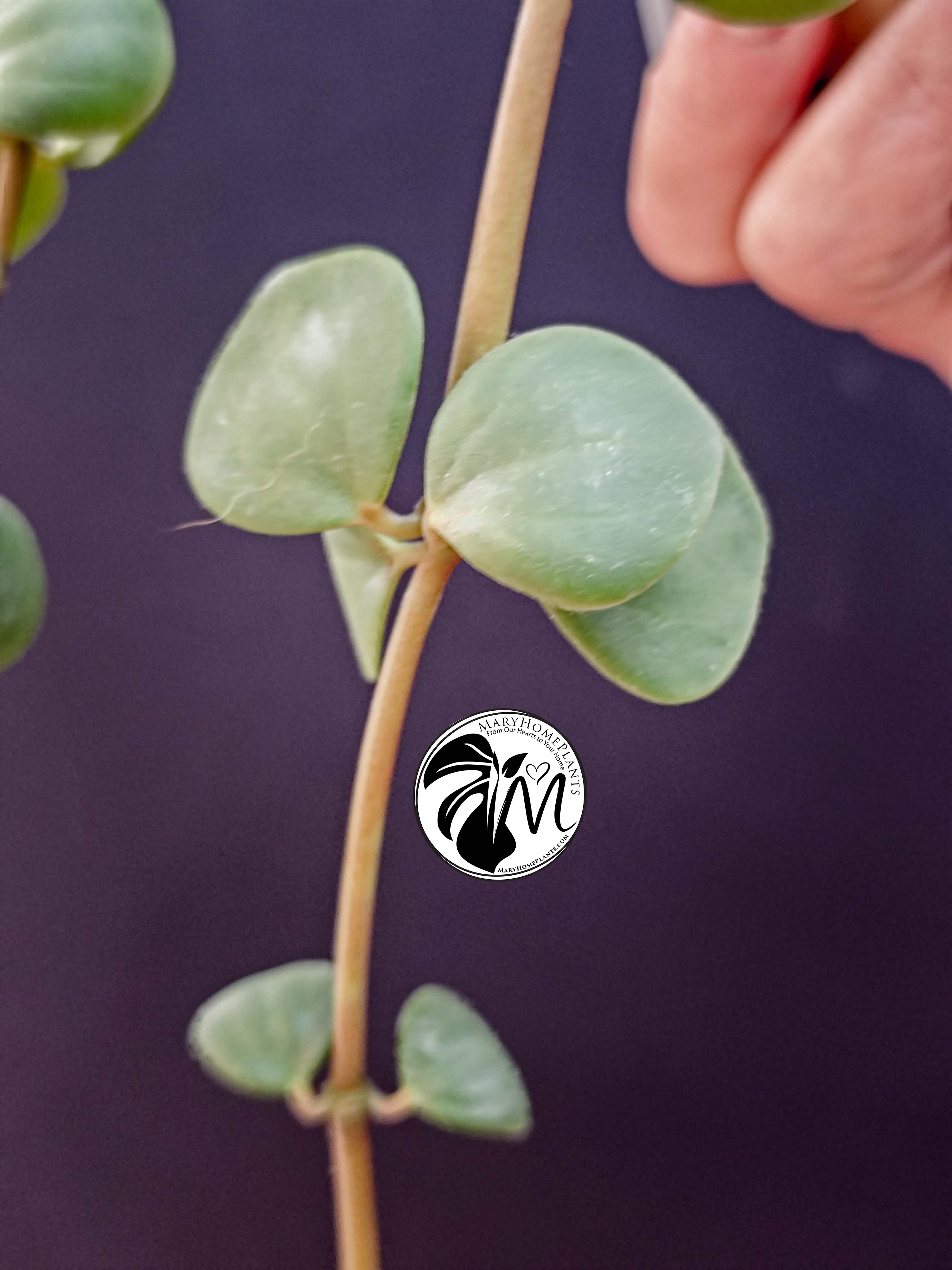 peperomia hope (copy)