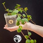 peperomia hope (copy)