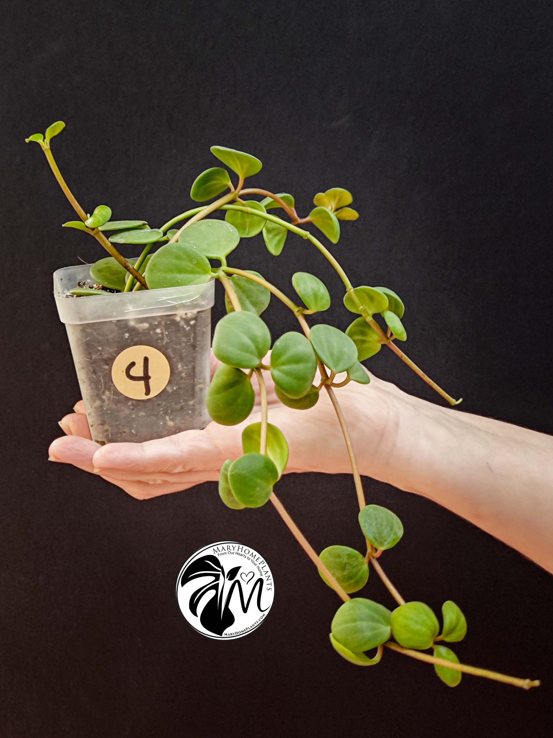 peperomia hope (copy)
