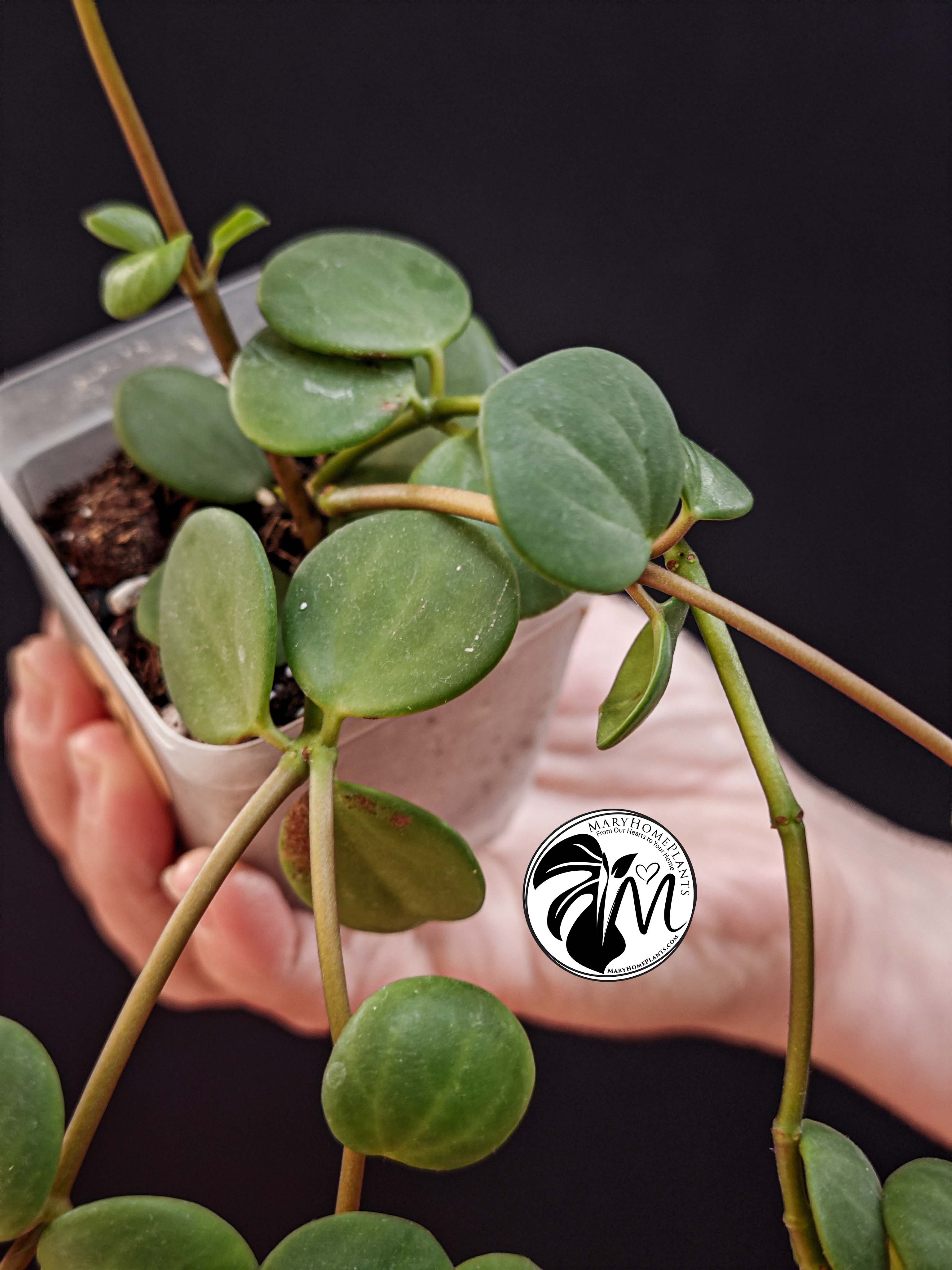 peperomia hope (copy)