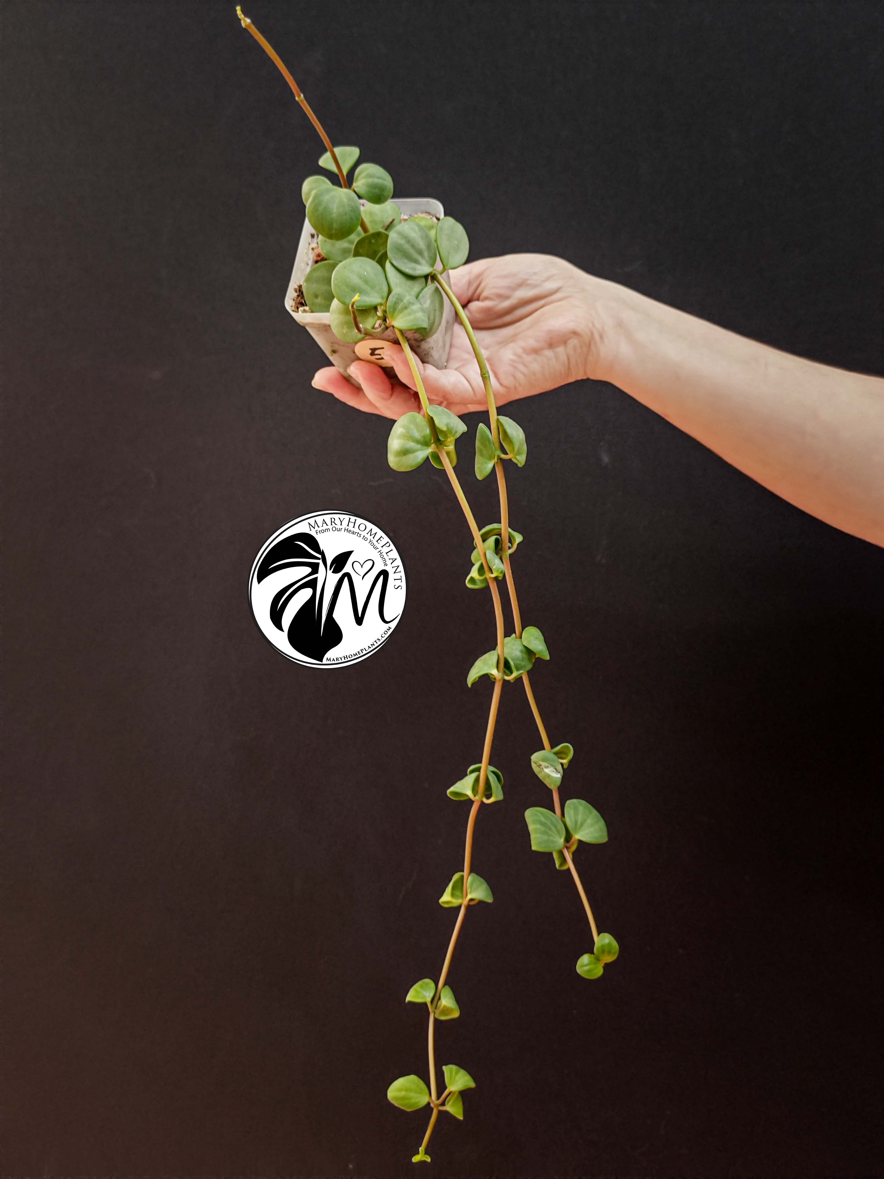 peperomia hope (copy)