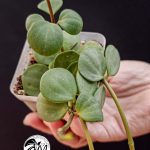 peperomia hope (copy)