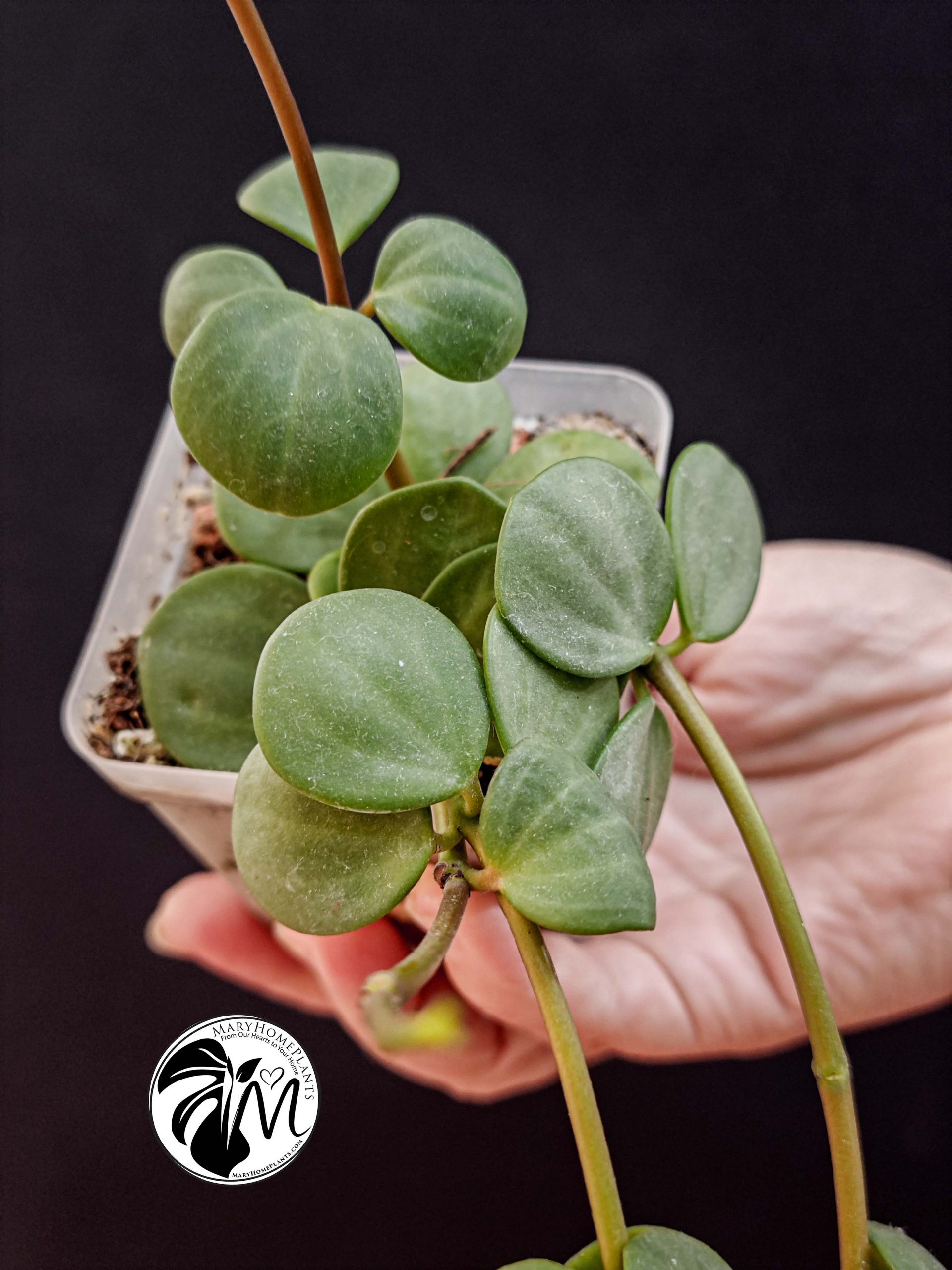peperomia hope (copy)