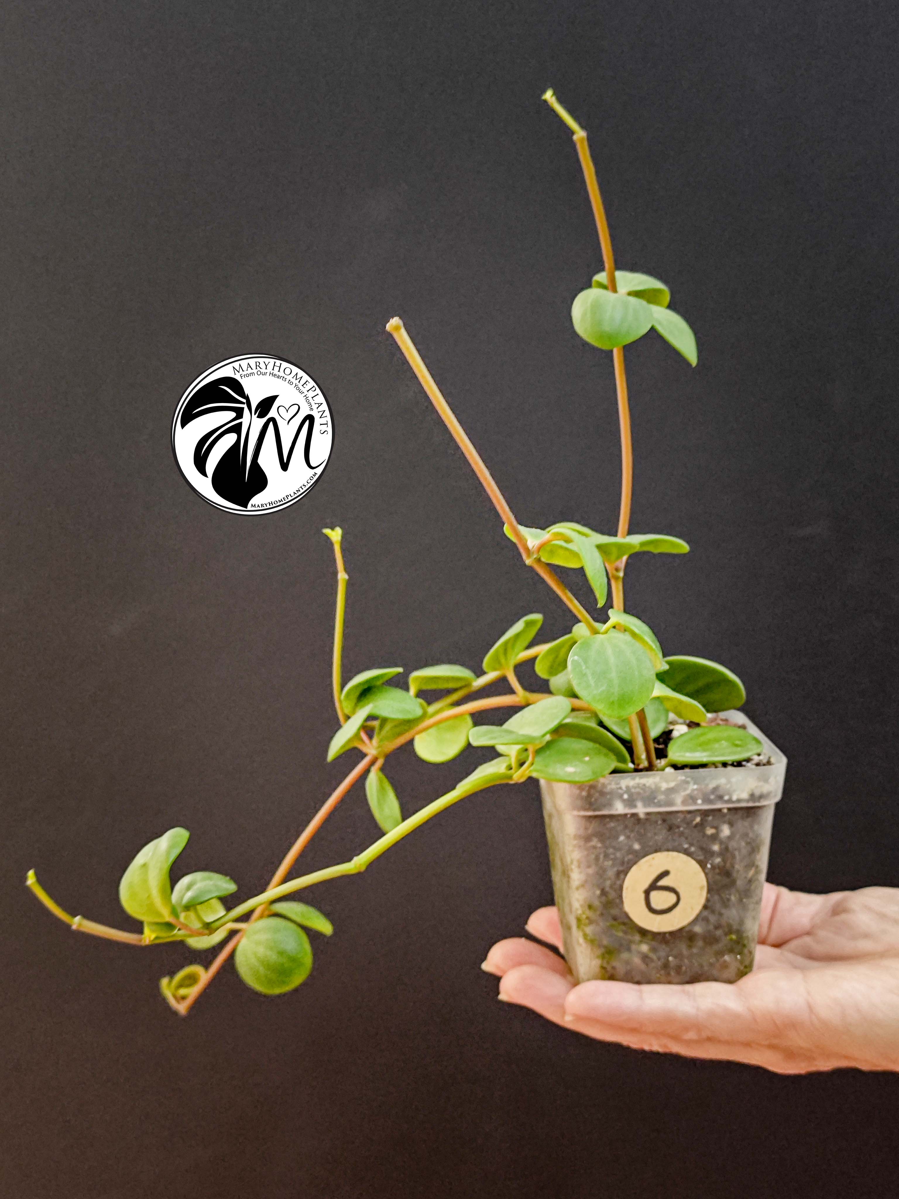 peperomia hope (copy)