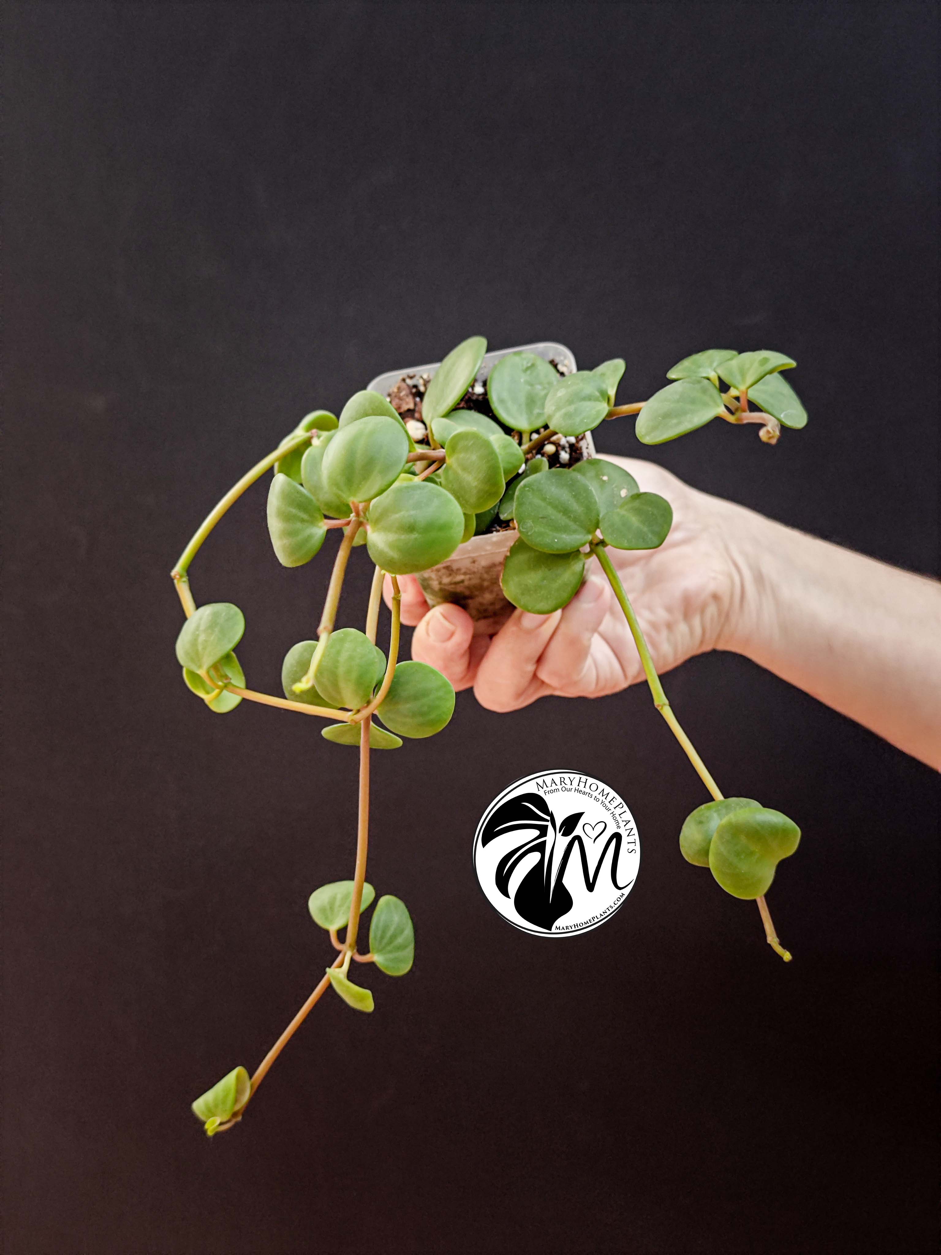 peperomia hope (copy)
