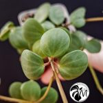 peperomia hope (copy)