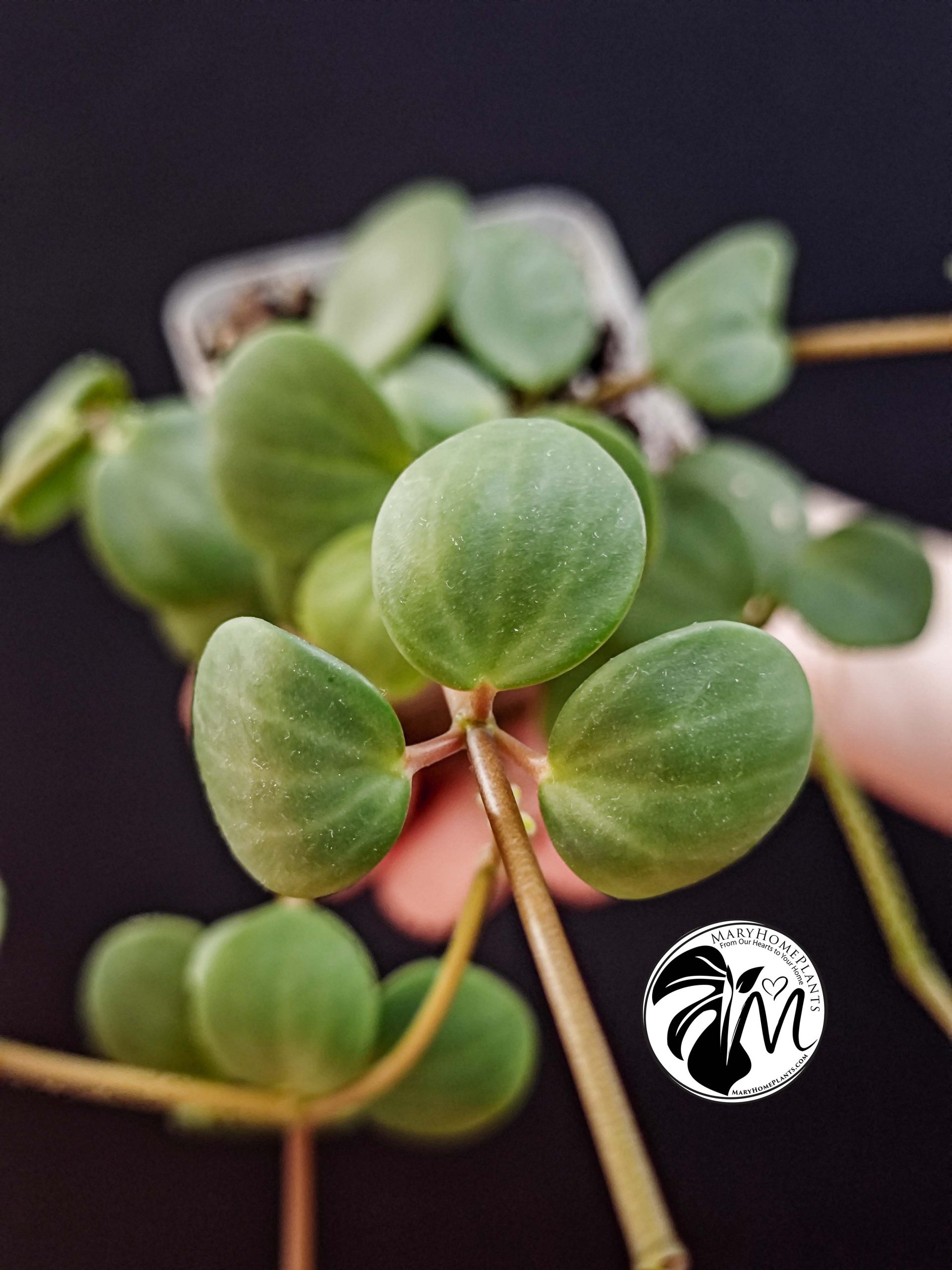 peperomia hope (copy)