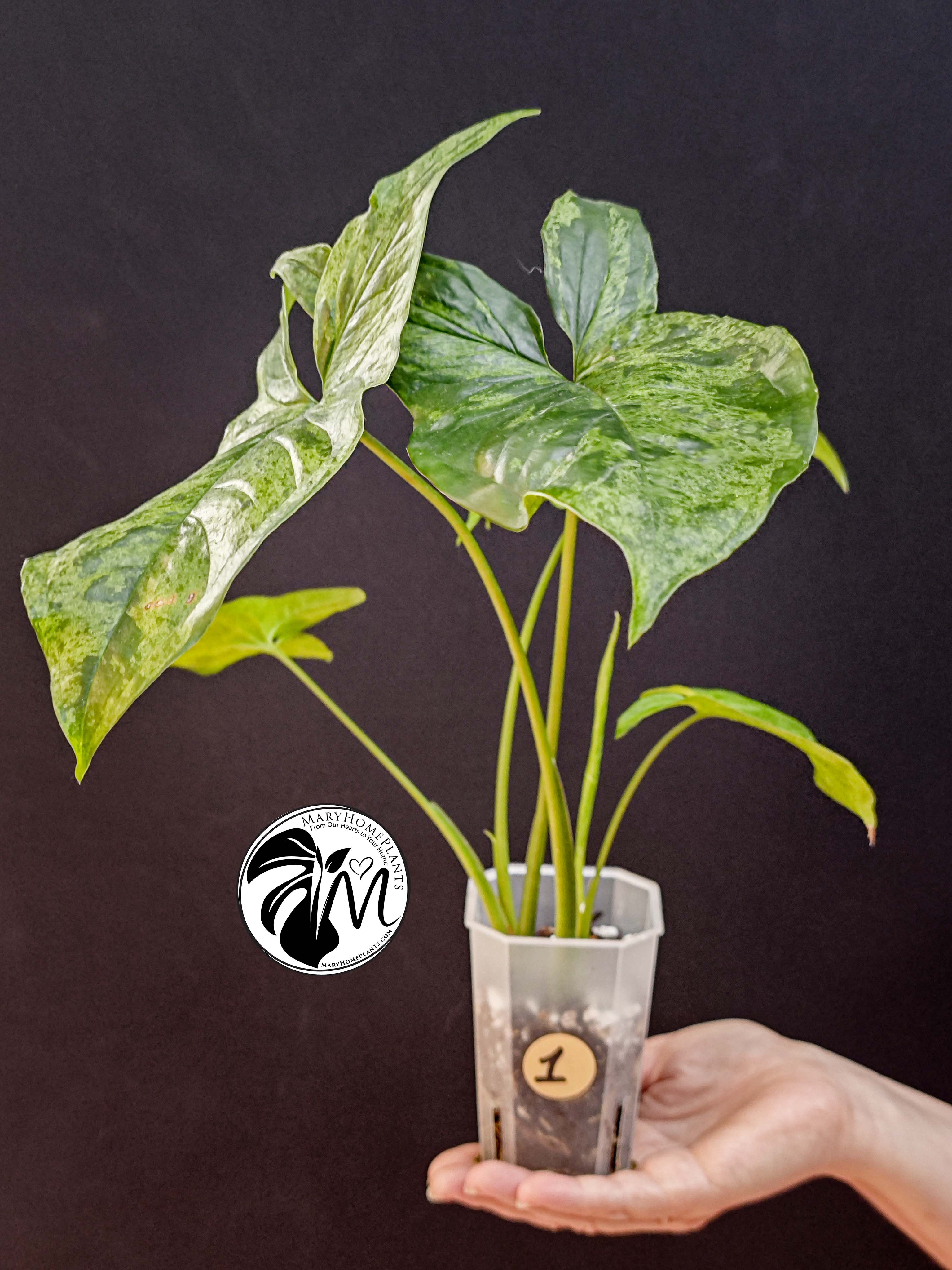 peperomia hope (copy)