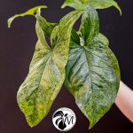peperomia hope (copy)